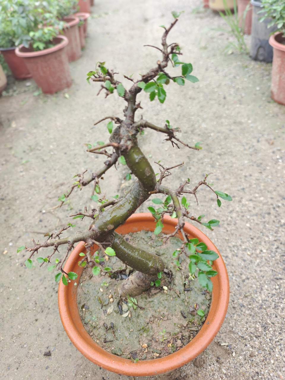 榔榆盆景,手捧一盆绿,心怀一份静.