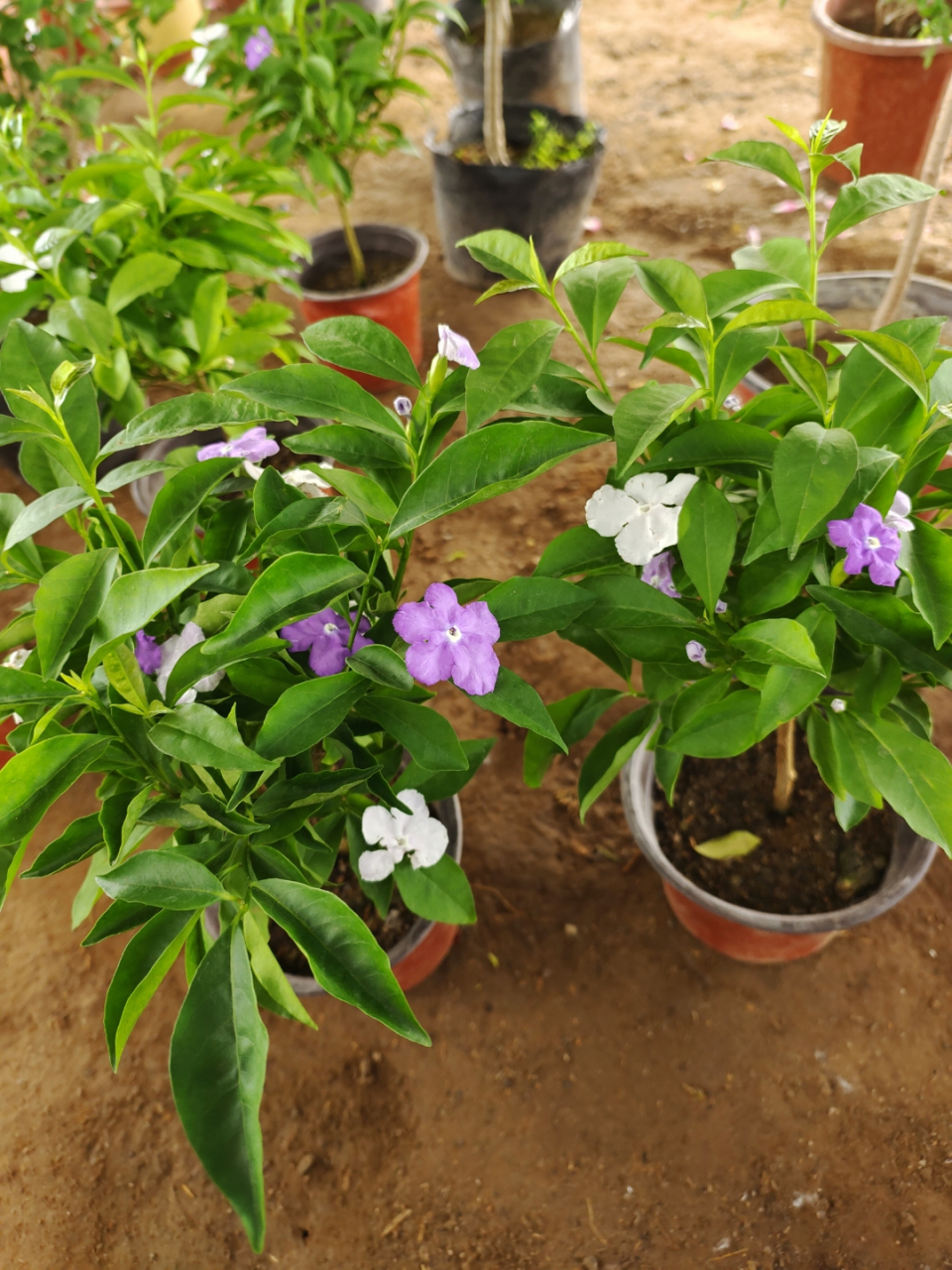 双色茉莉鸳鸯茉莉