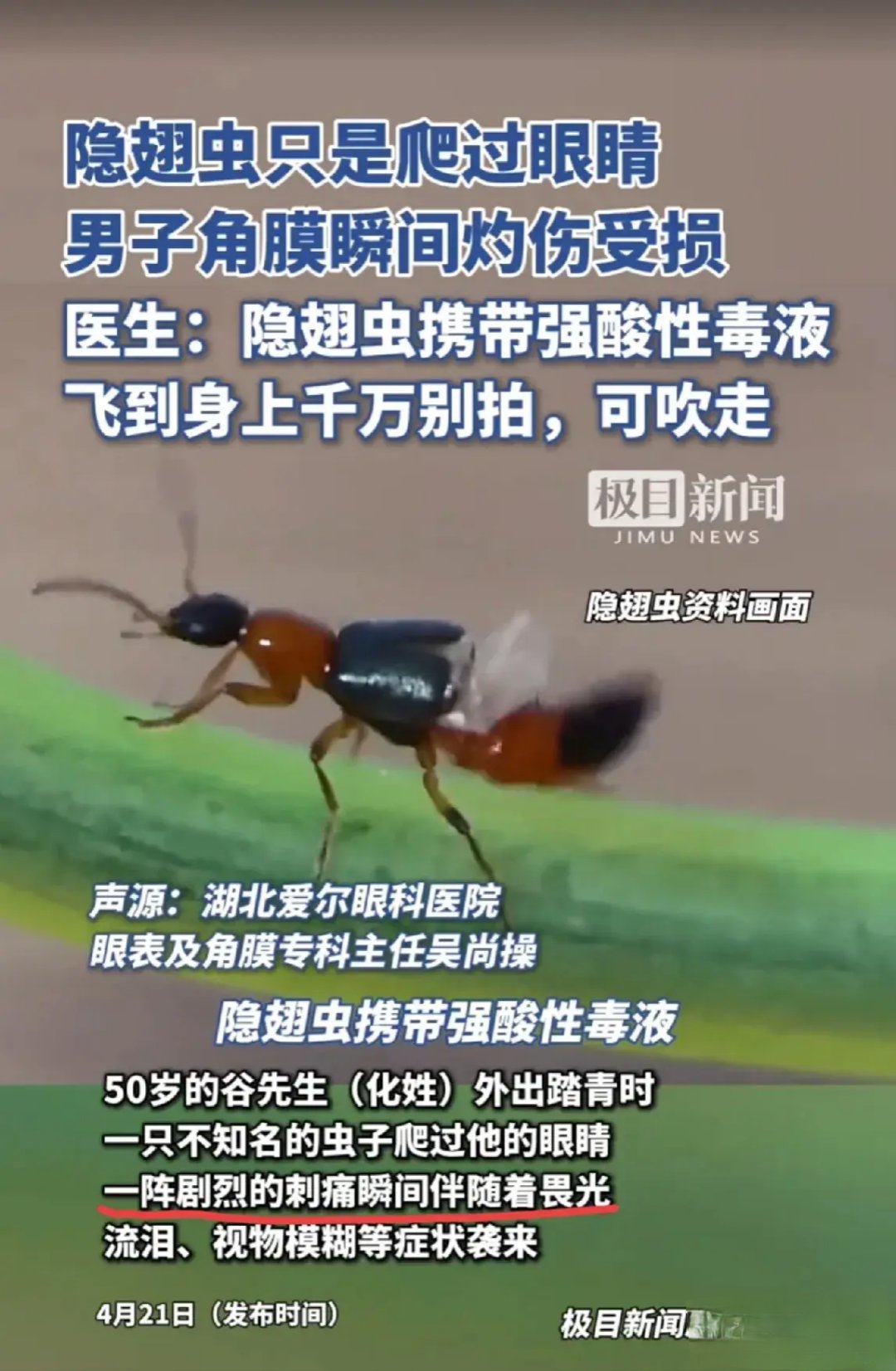这个小虫子飞到你身上千万不要拍它