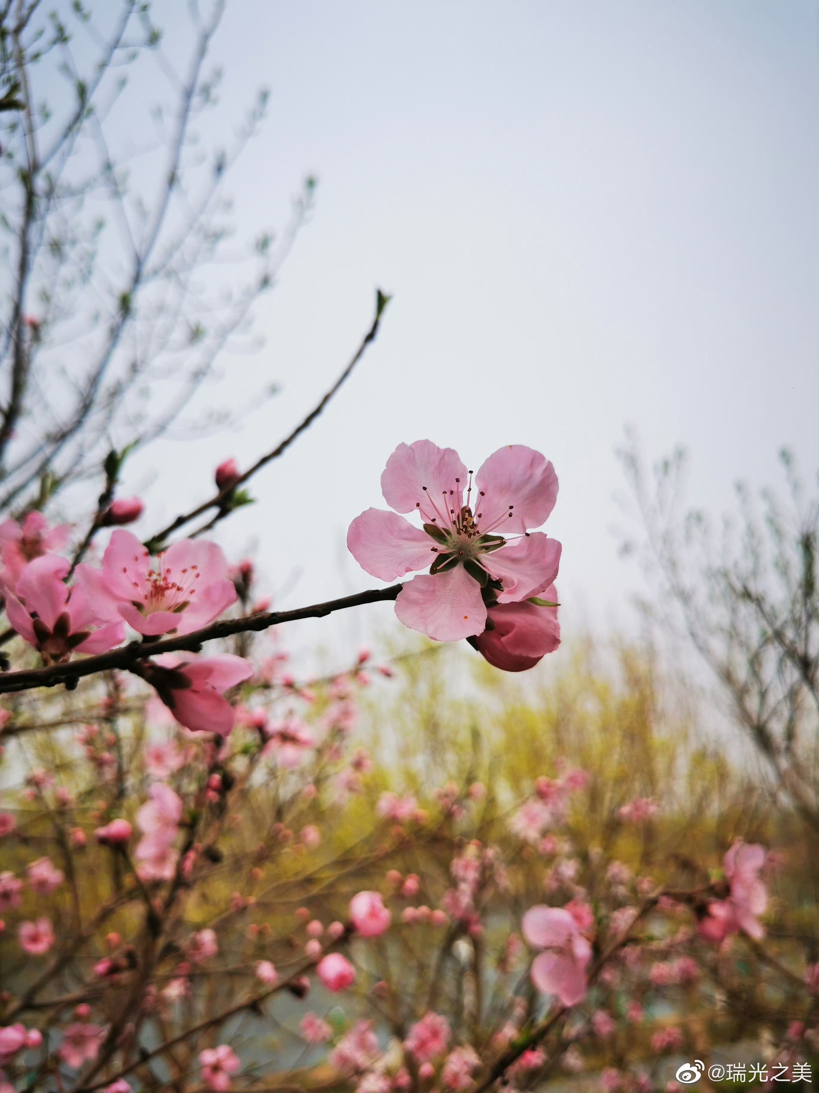 676767桃花开时春意然,绿色新浓天渐暖.