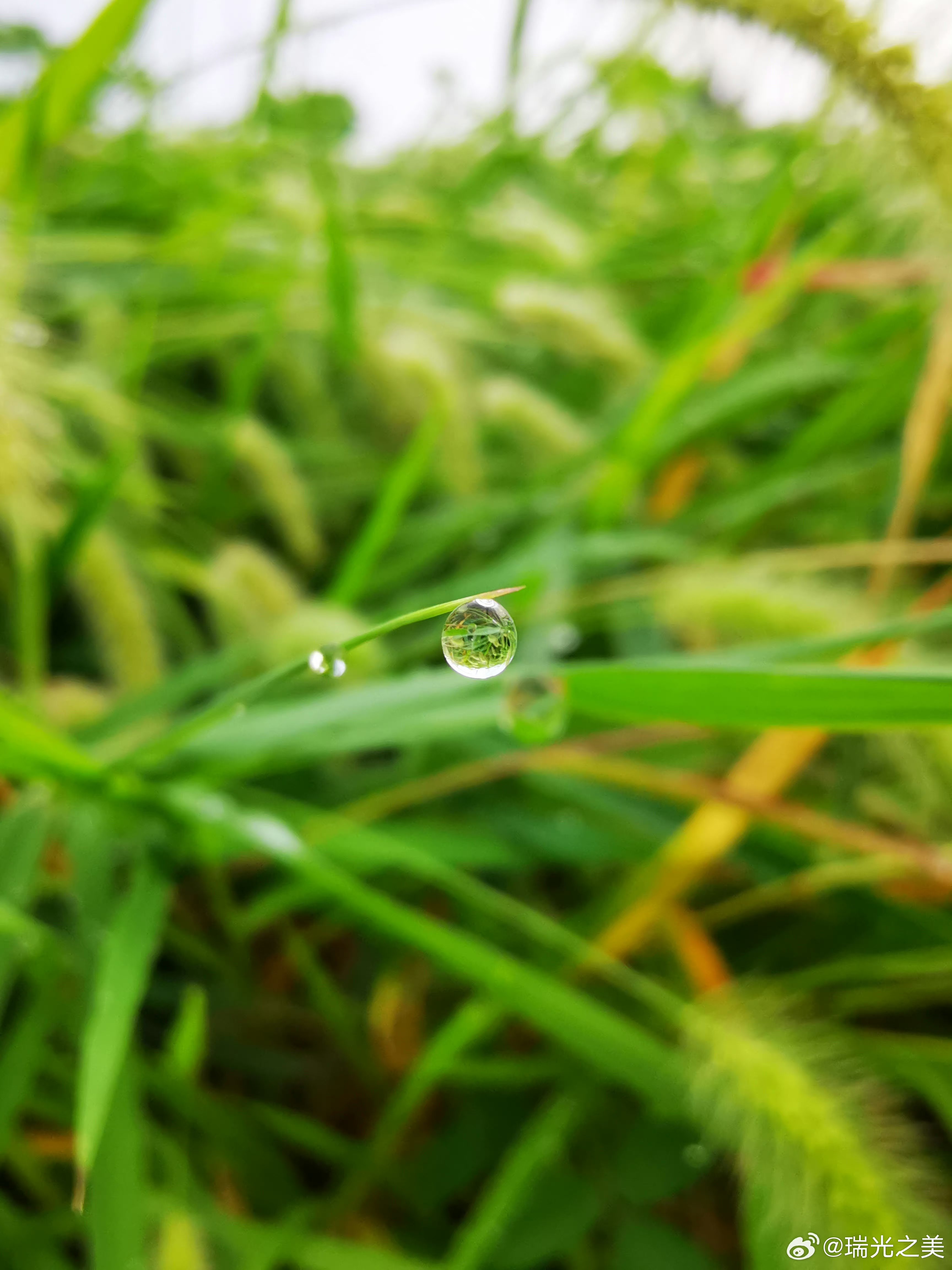 是因为初秋的雨 草叶上的你 折射天地之光辉 蕴藏万物之灵气 宁静纯净