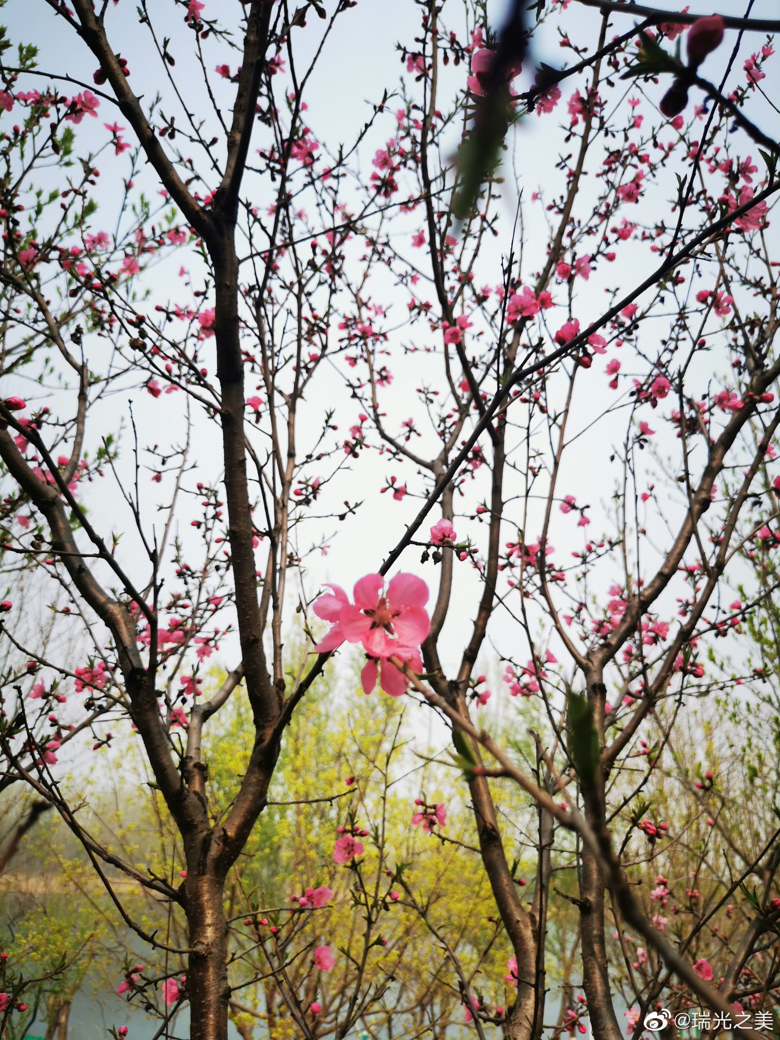 676767桃花开时春意然,绿色新浓天渐暖.