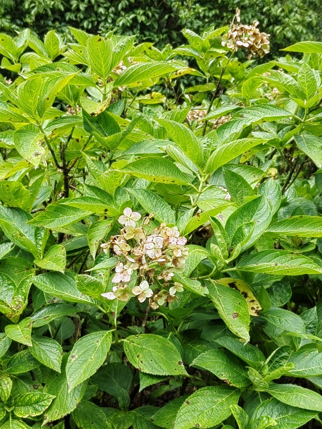 贵阳观山湖公园的花花树