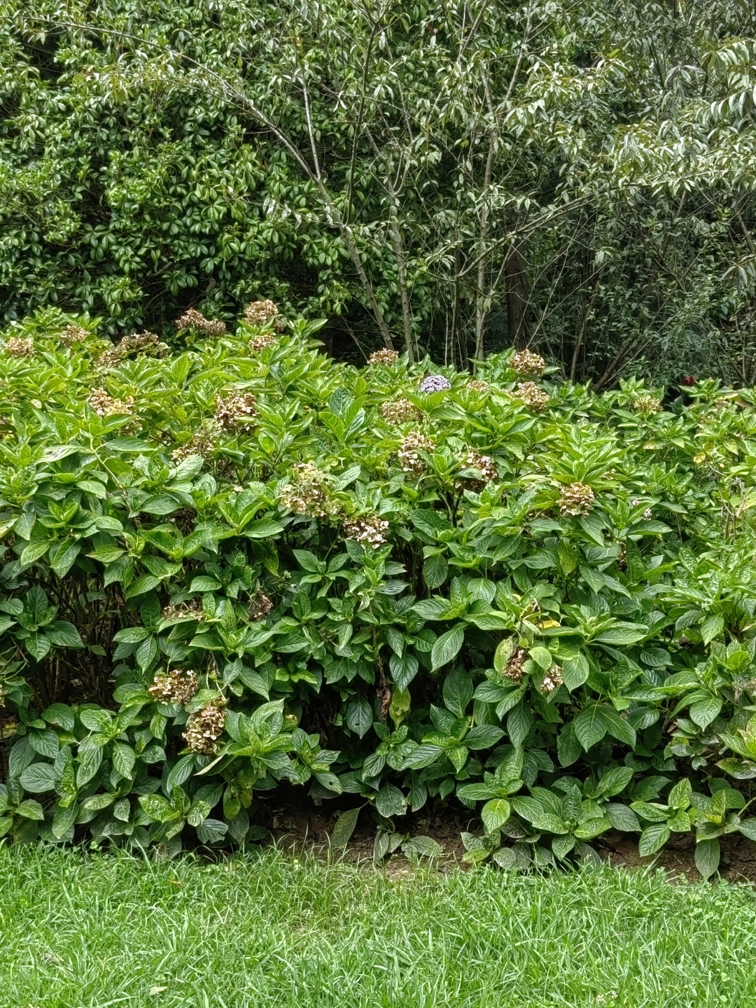 贵阳观山湖公园的花花树