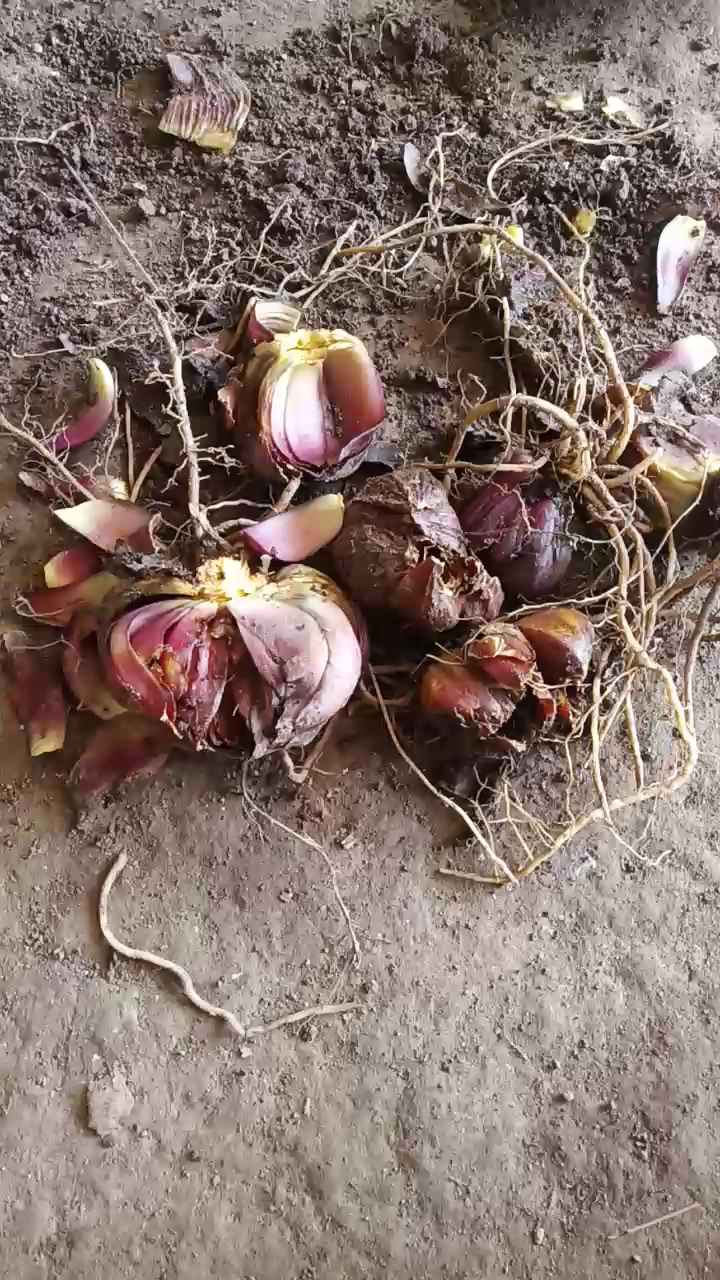 不知道这是什么百合的根劲是不是可以吃.