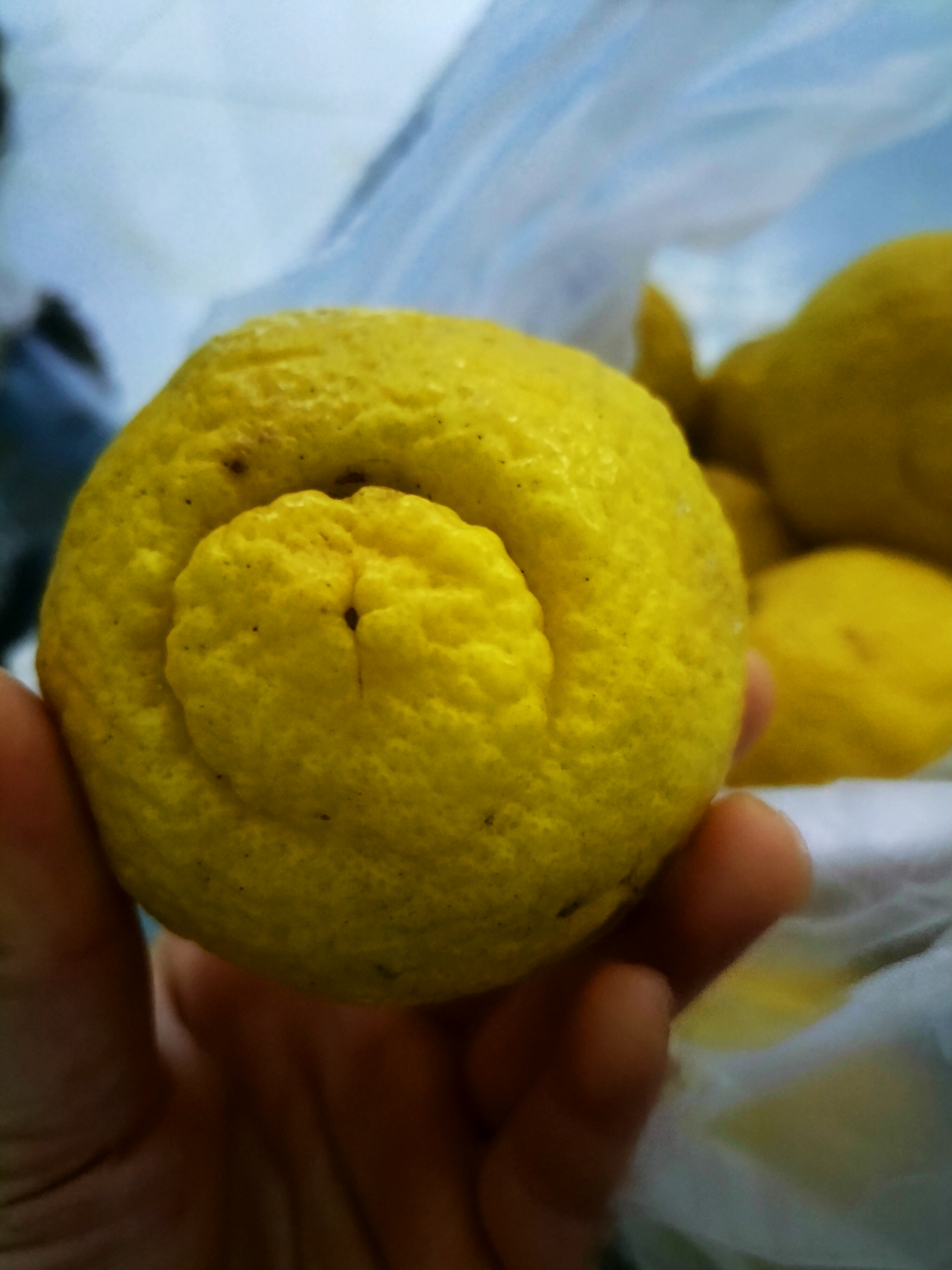 远看象柠檬, 近看似柚子, 味道是桔子, 现在的水果都是杂交的!