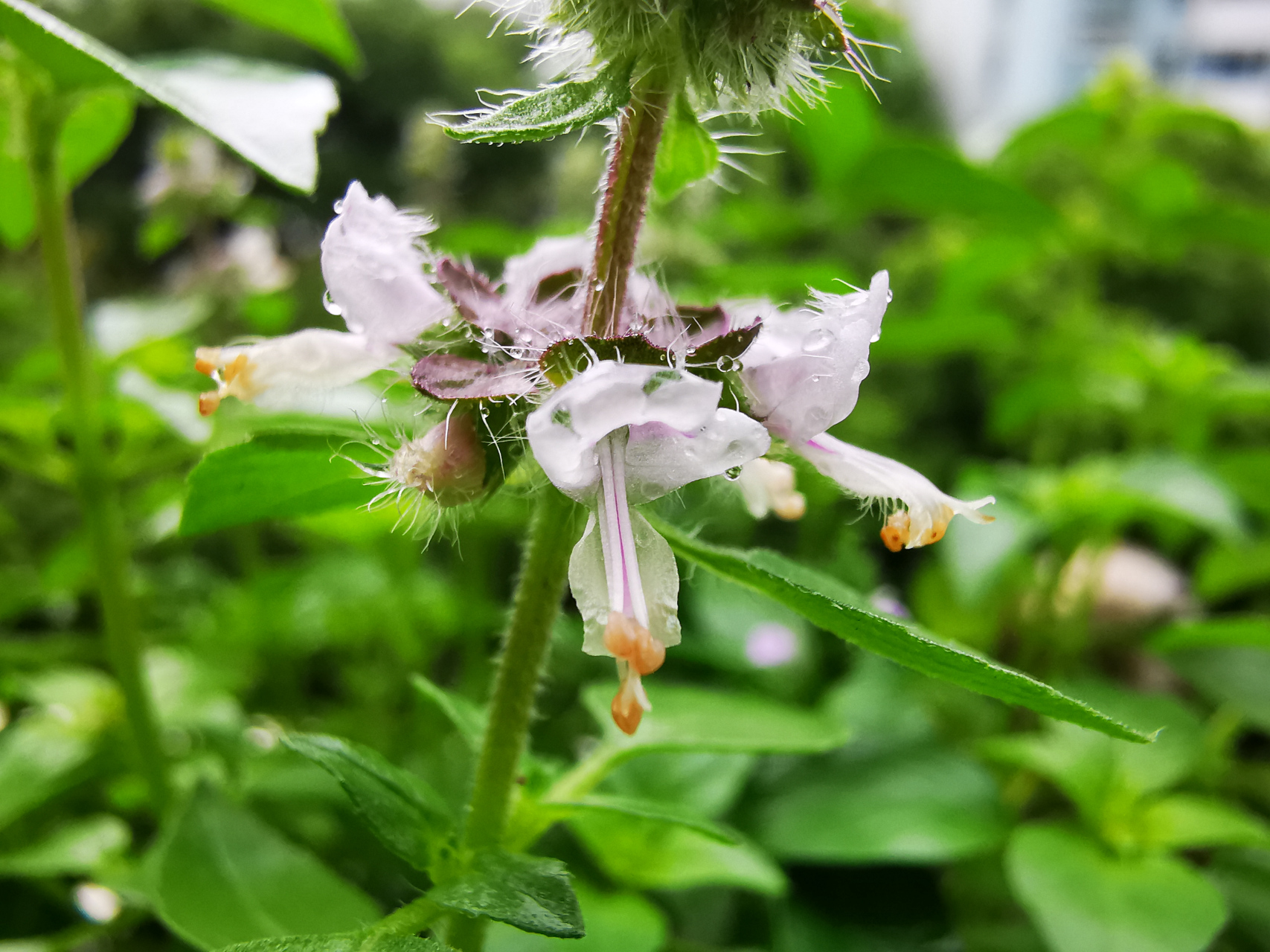 荆芥开花了,紫色的花朵像小小的蝴蝶,密密麻麻的,真是让人感叹大自然