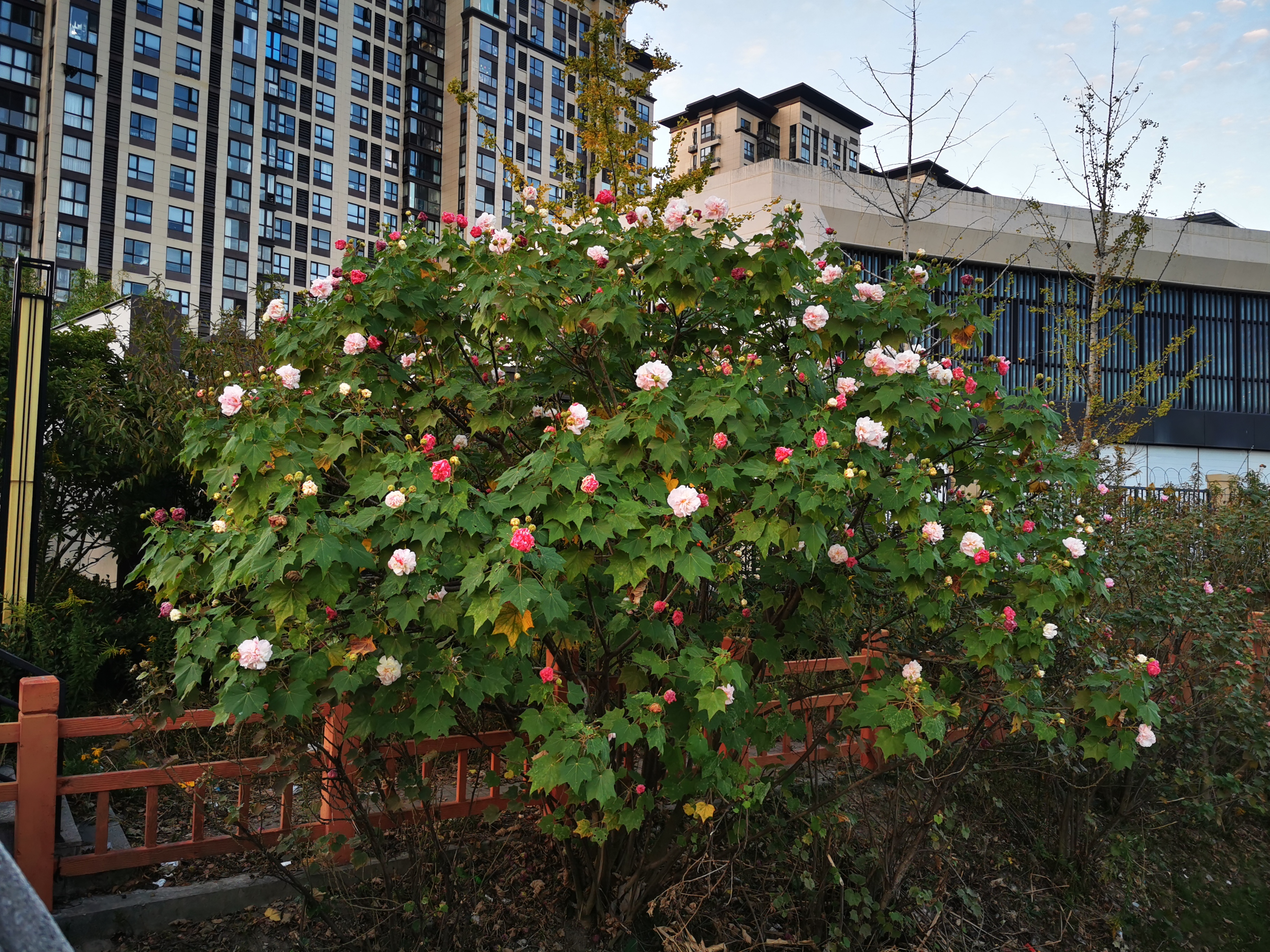 粉色的花朵和白色的花朵交织在一起,像一幅美丽的画卷,漂亮极了!