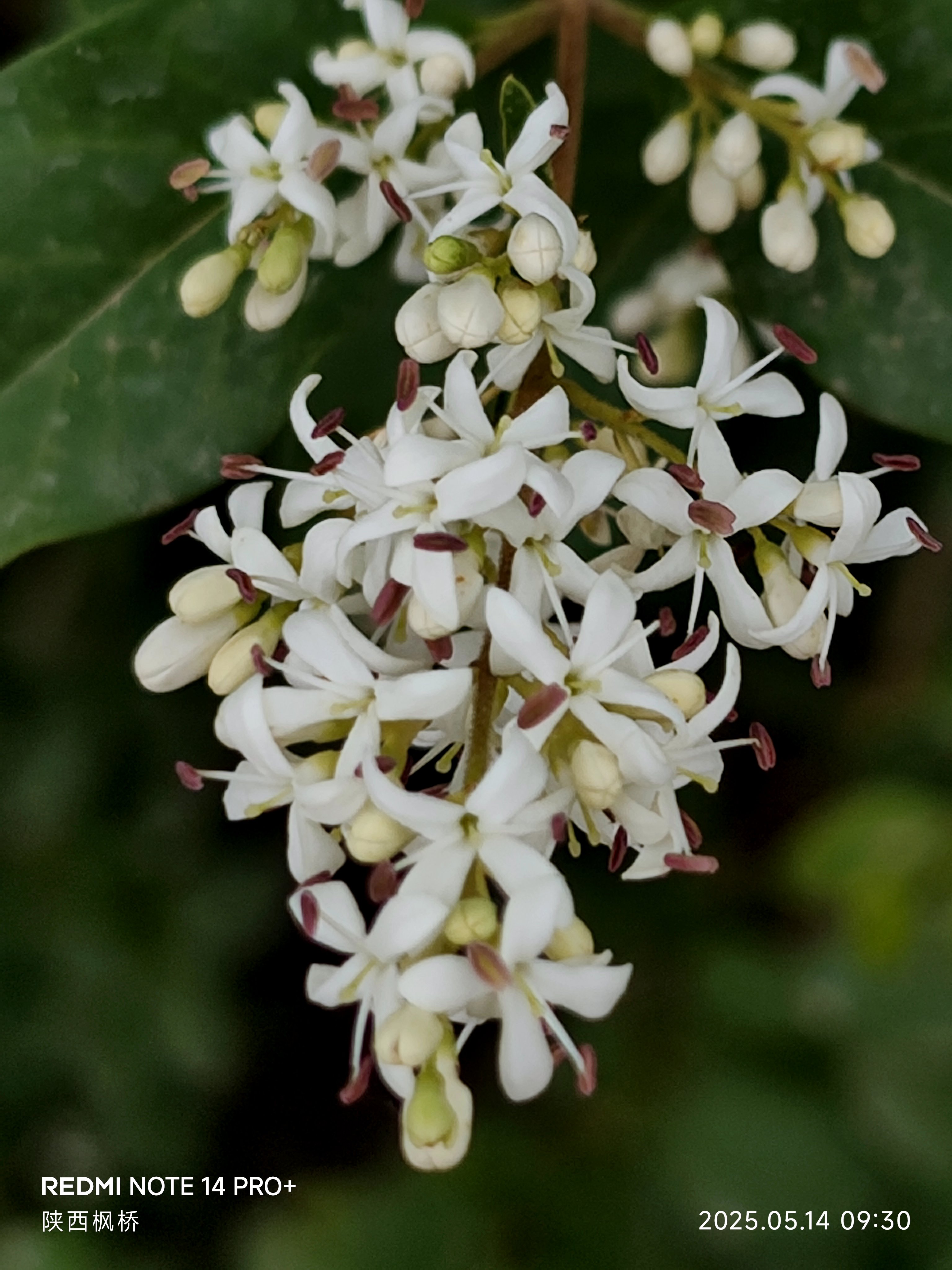 马嵬坡上夏风清, 玉蕊纷开似雪莹
