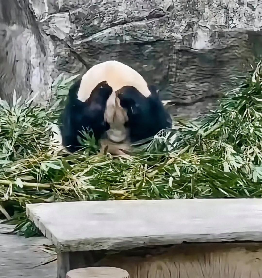 头都被砸扁了 一男子用力把整瓶满的可乐直接往熊猫头上砸,熊猫应激抱