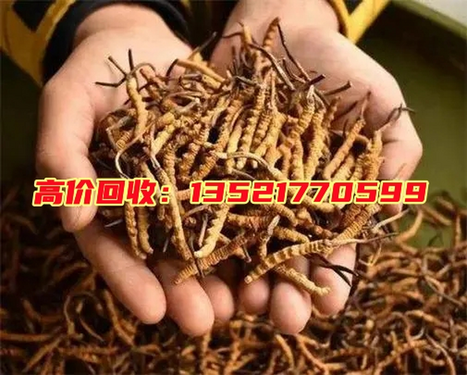 冬虫夏草,是一种珍贵的中药材,也称为冬虫夏草菌,是在高山寒地和冈