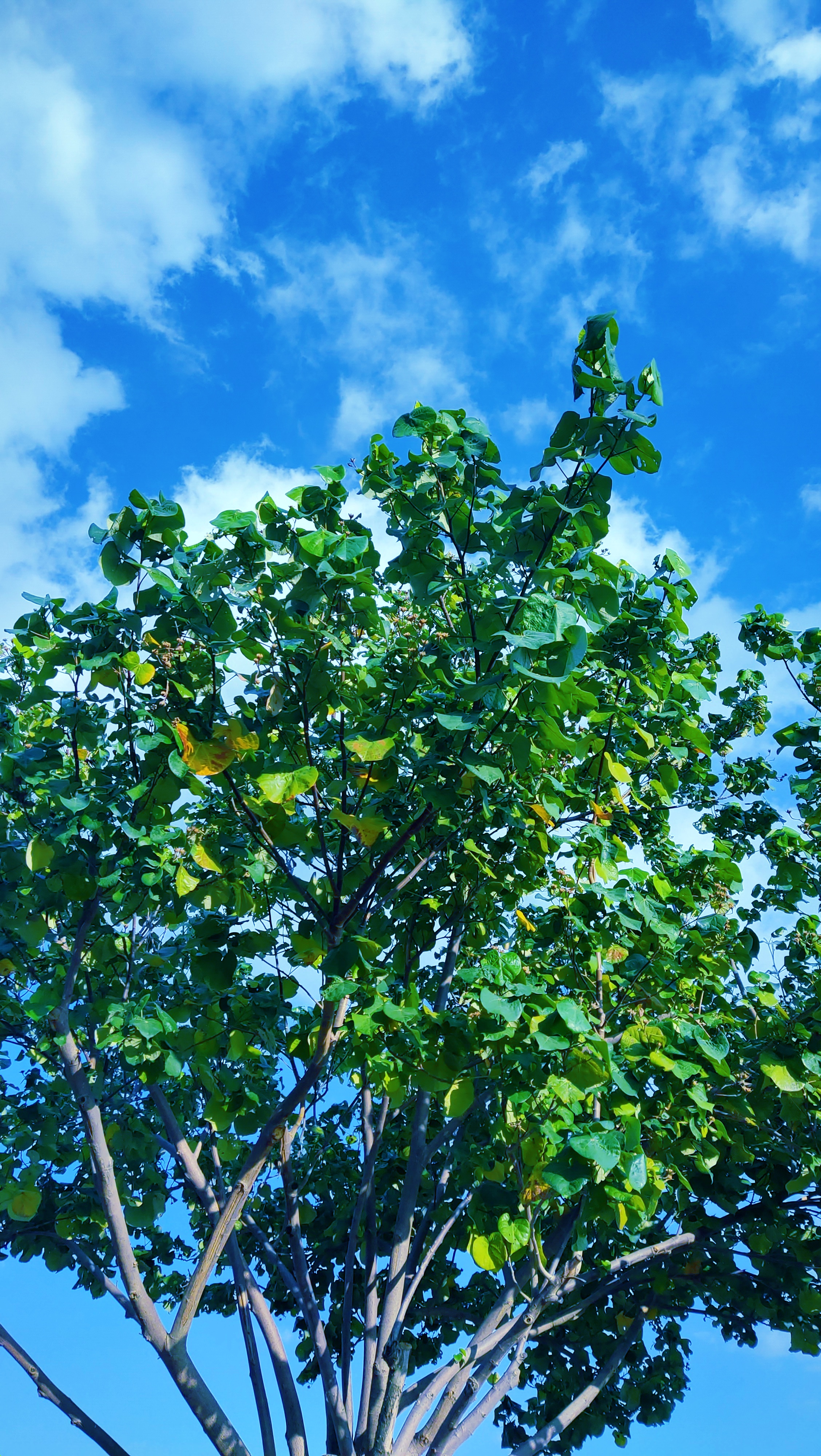 秋日漫步# 家里有个鸟窝 四五只燕子住在那里 估计是一家人 小巧又