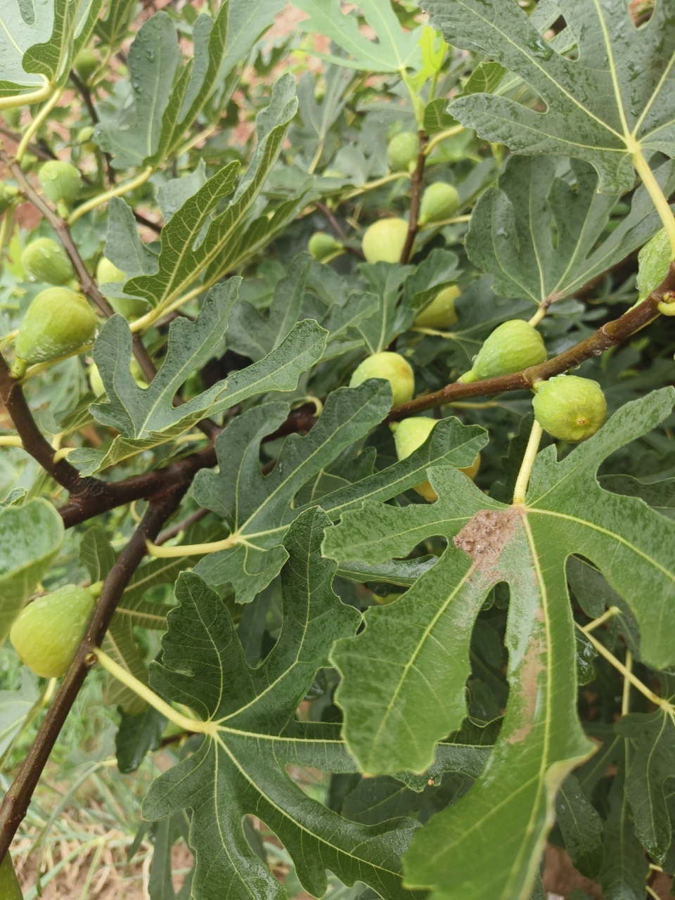 今天发现家门口的无花果树开花了,虽然看不到果子,但想到那沉甸甸的