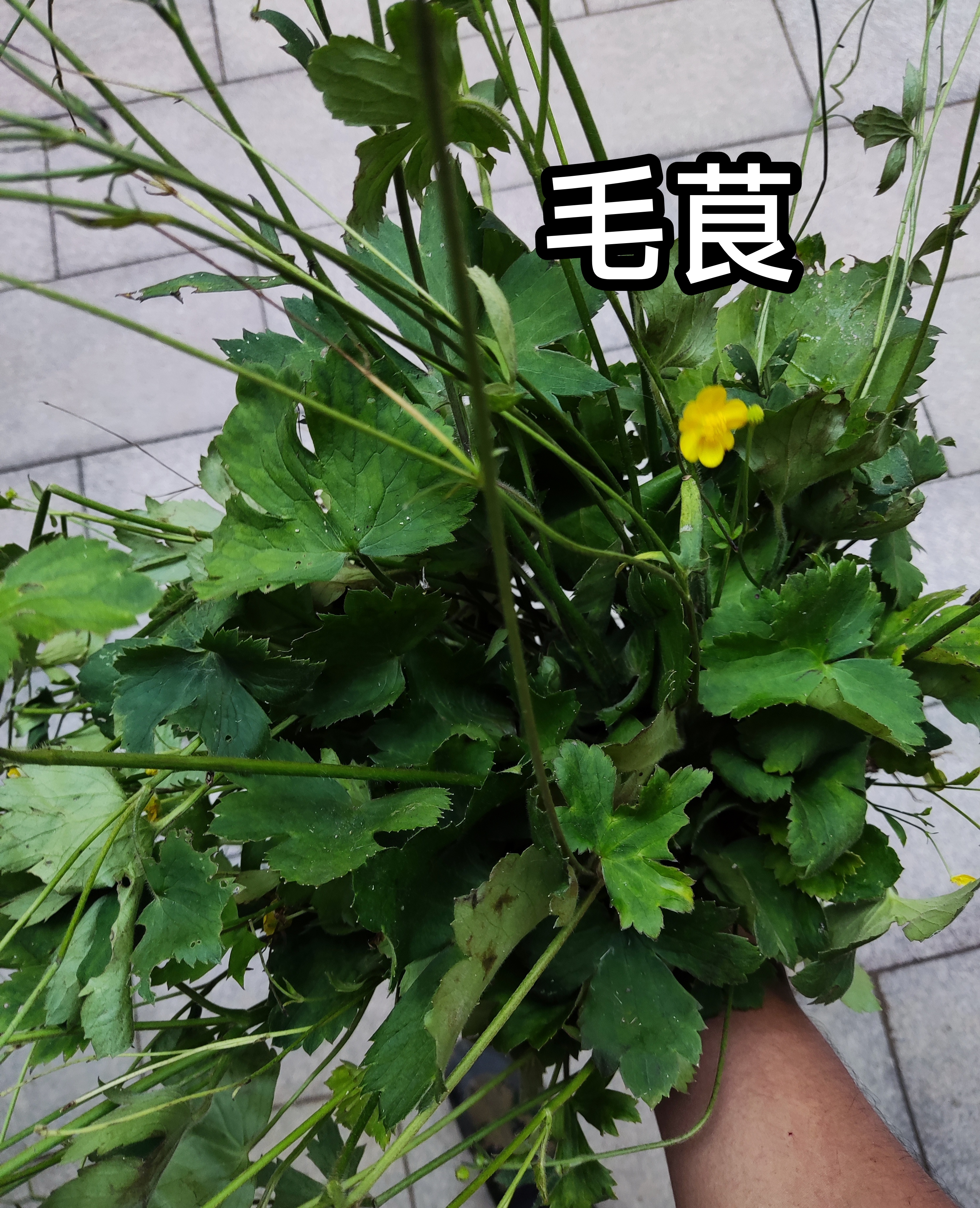 毛茛和茴茴蒜:容易混淆的两种草  你是否曾经在野外看到过一些长得