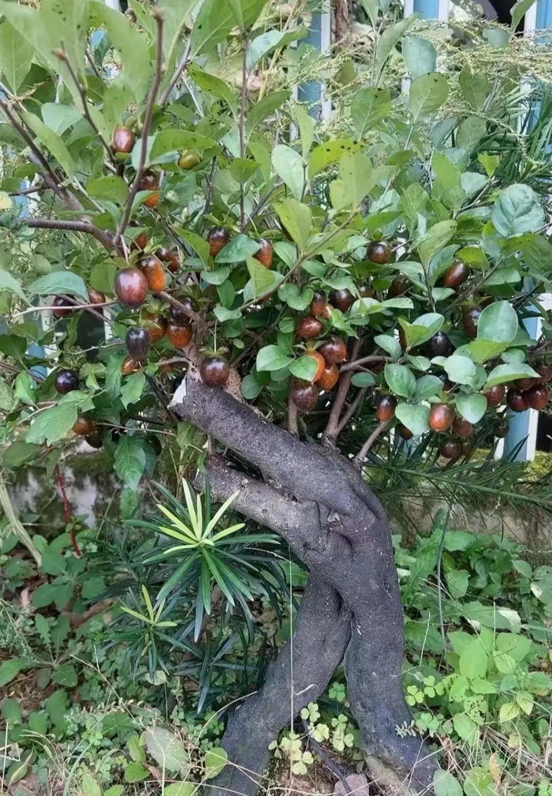 十字架树果实图片图片