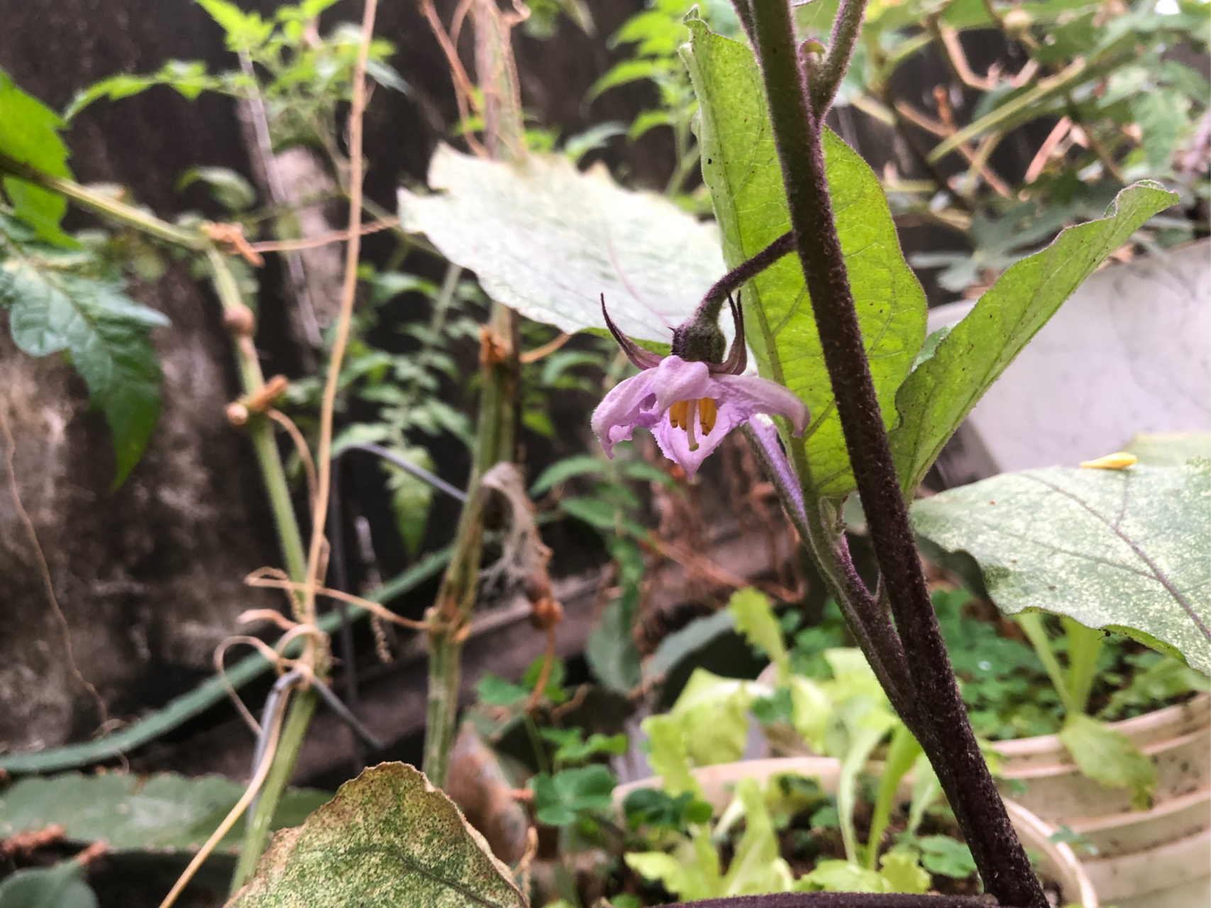 我的冬日养花种菜计划#今天发现白茄子开花了,茄子开花需要人工授粉