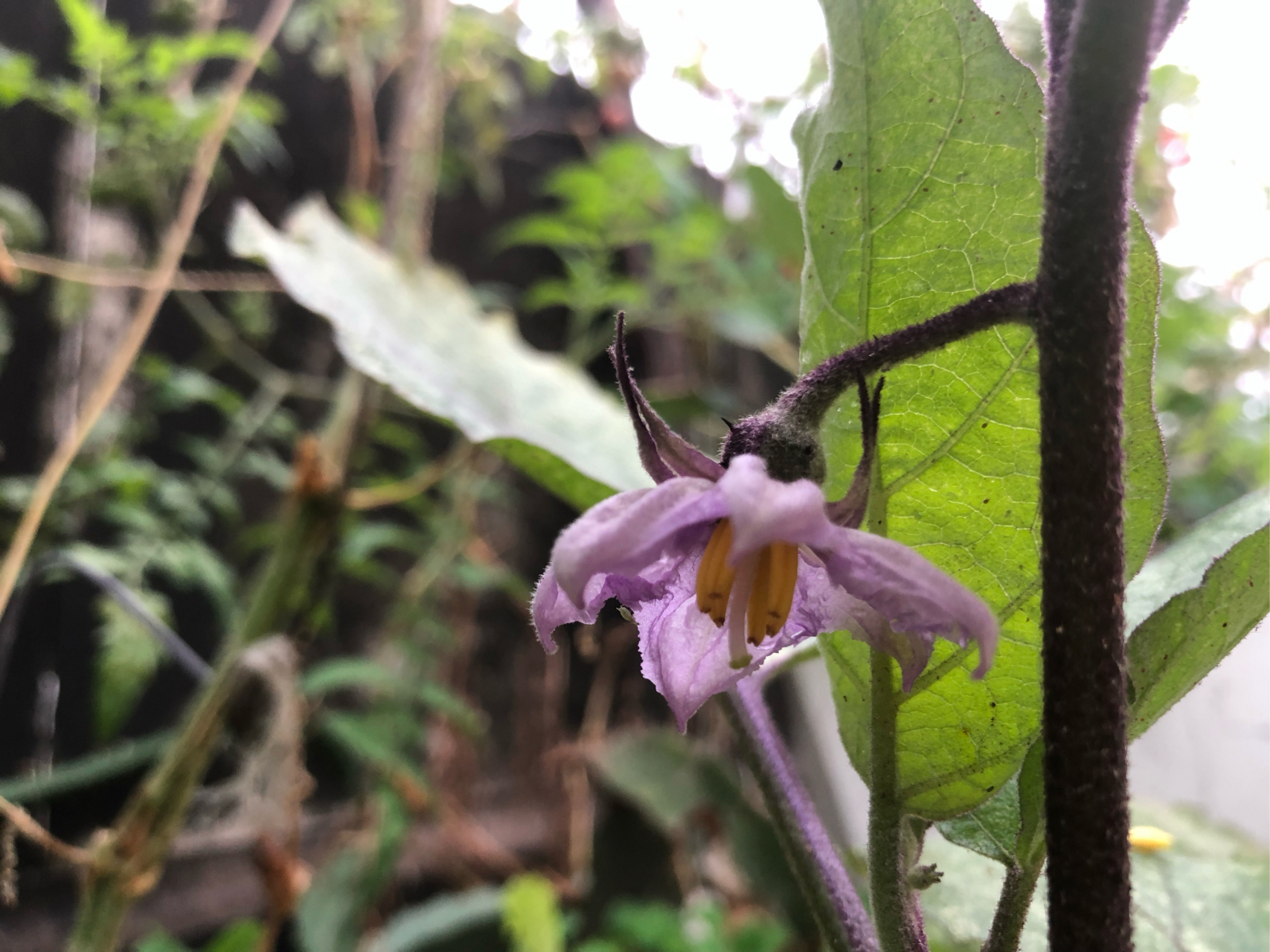 我的冬日养花种菜计划#今天发现白茄子开花了,茄子开花需要人工授粉