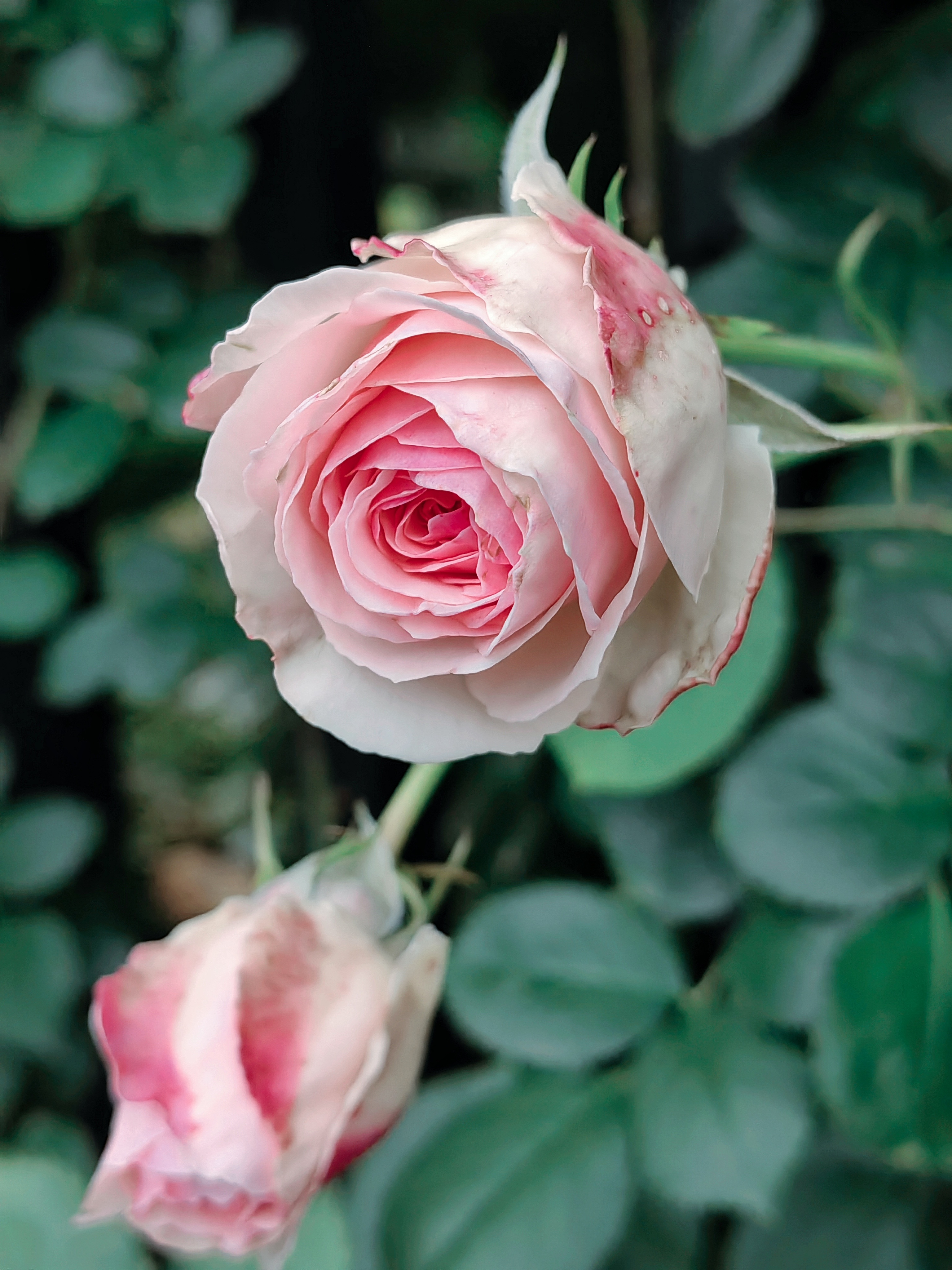 淡粉色的月季花蕾,像一颗害羞的少女心,藏在绿色植物的怀抱里