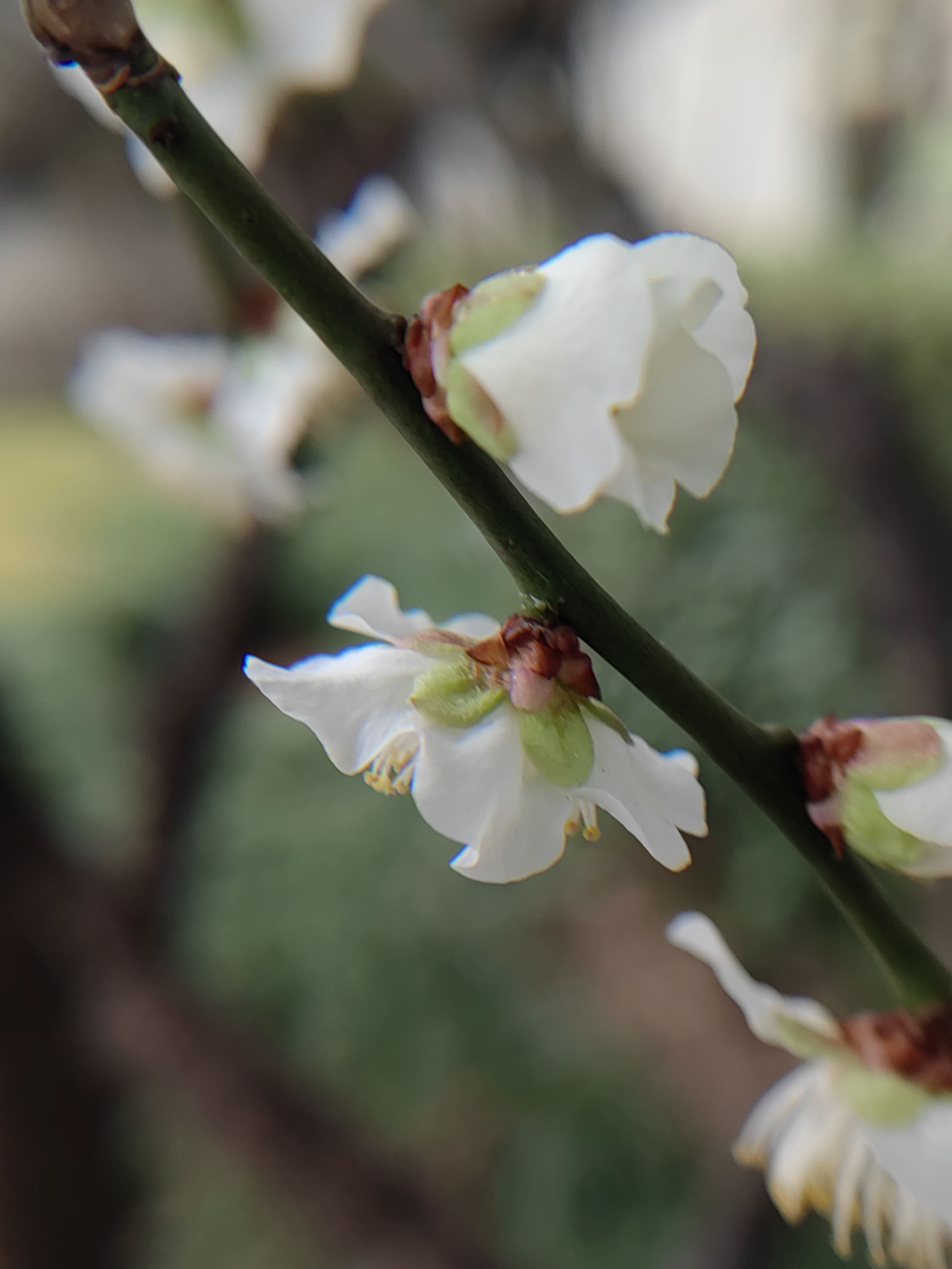 白梅花的样子图片