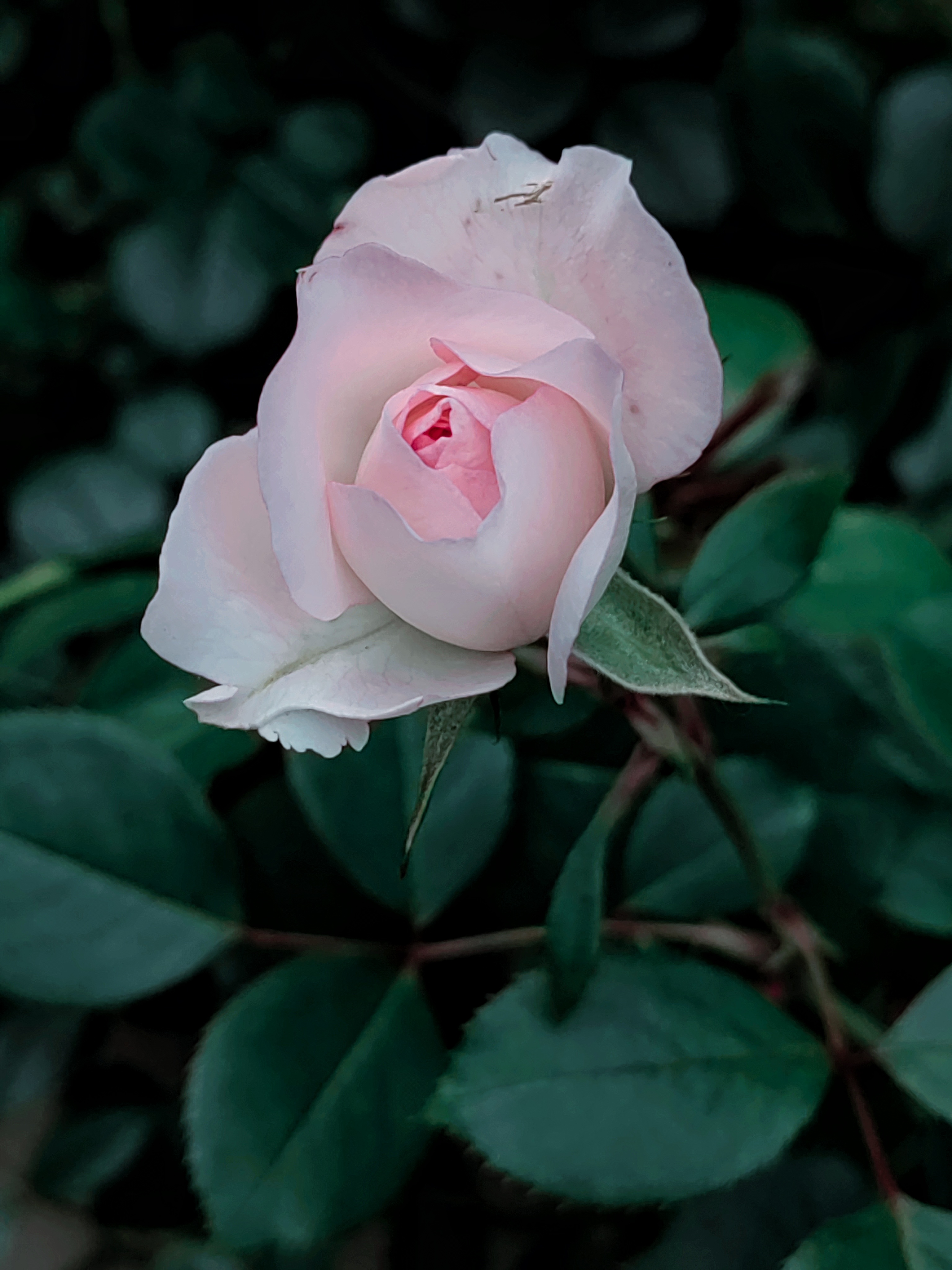 淡粉色的月季花蕾,像一颗害羞的少女心,藏在绿色植物的怀抱里