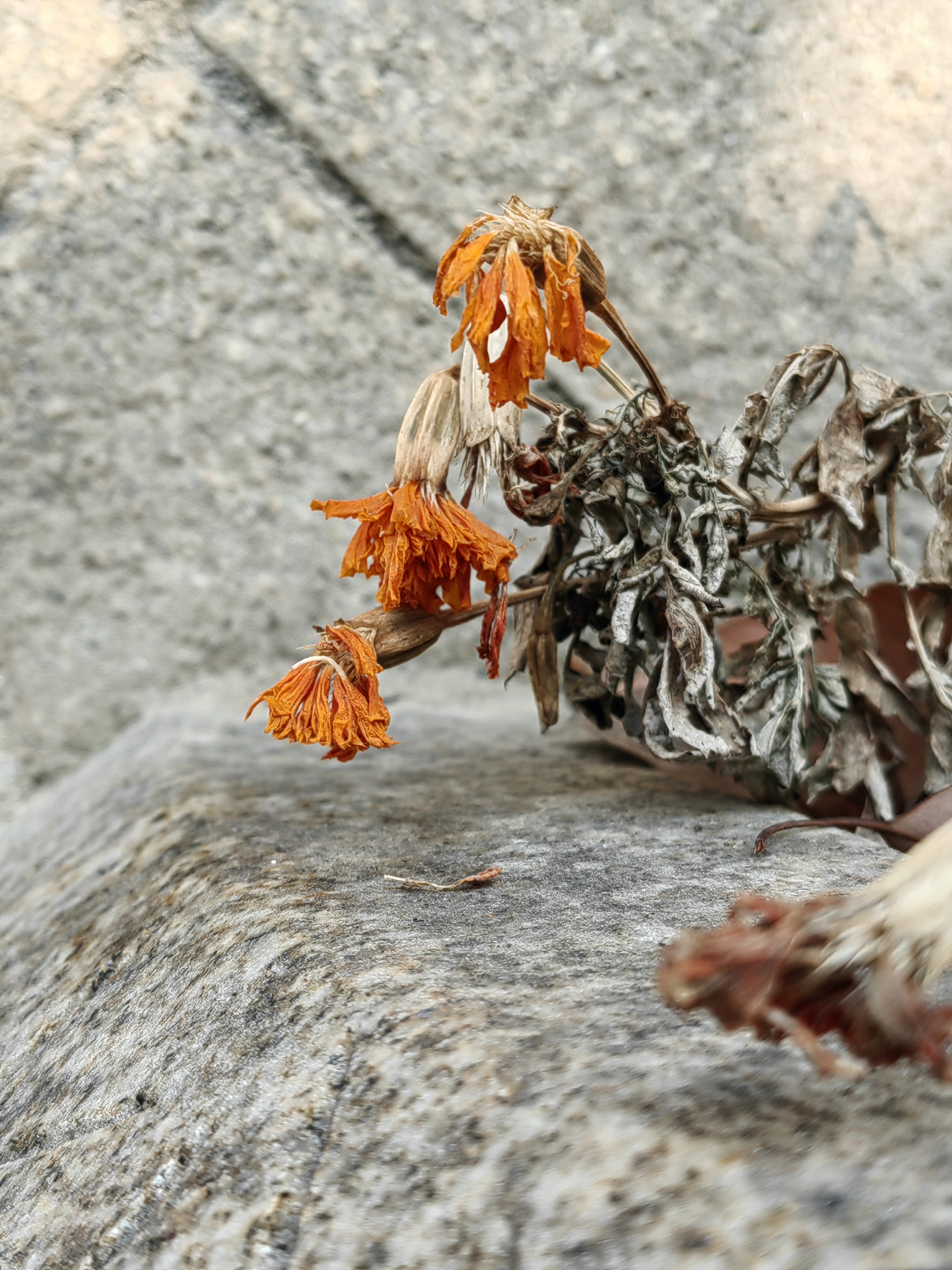 枯花的橙色梦境✨🍊