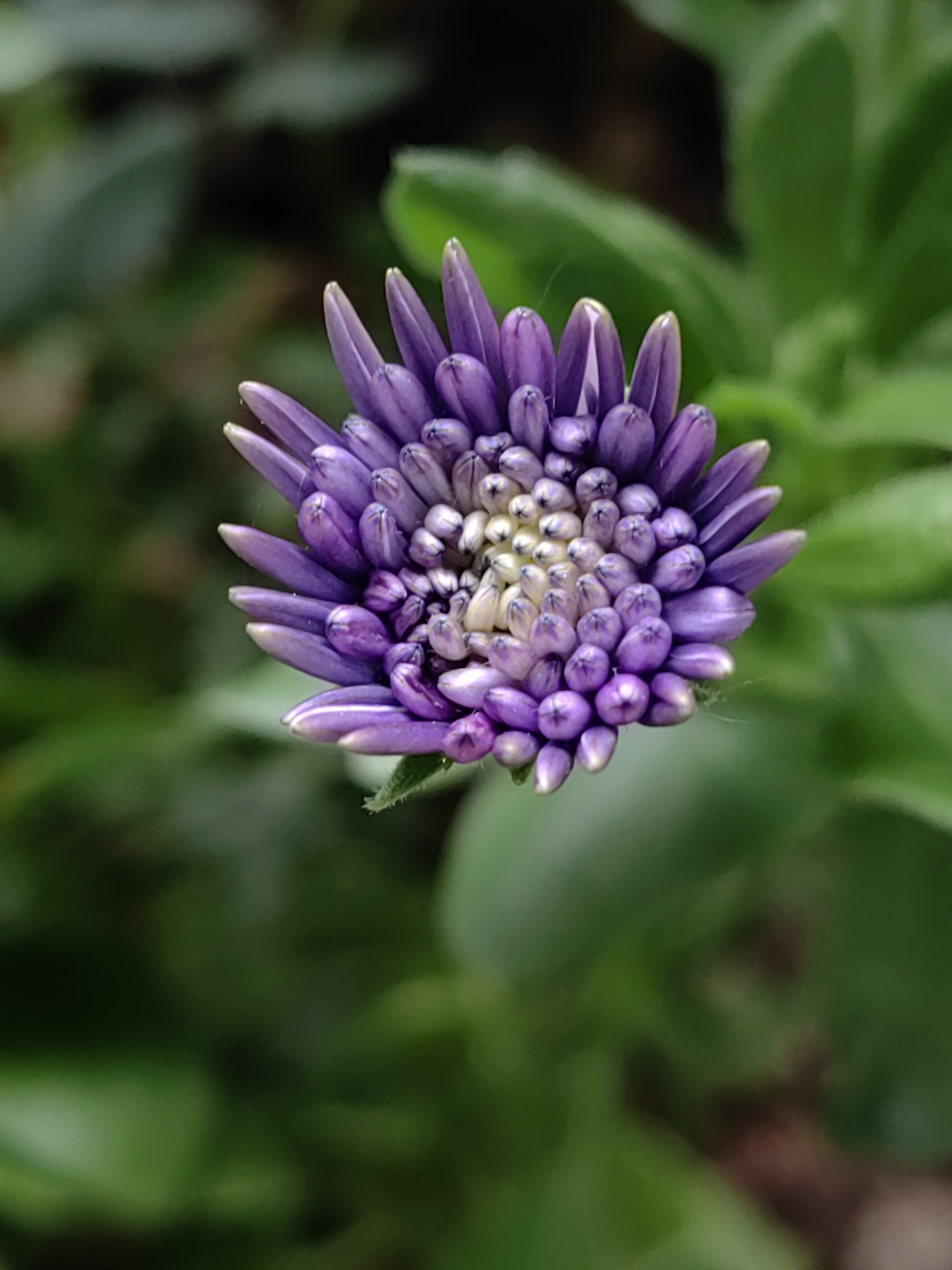 蓝目菊果实图片