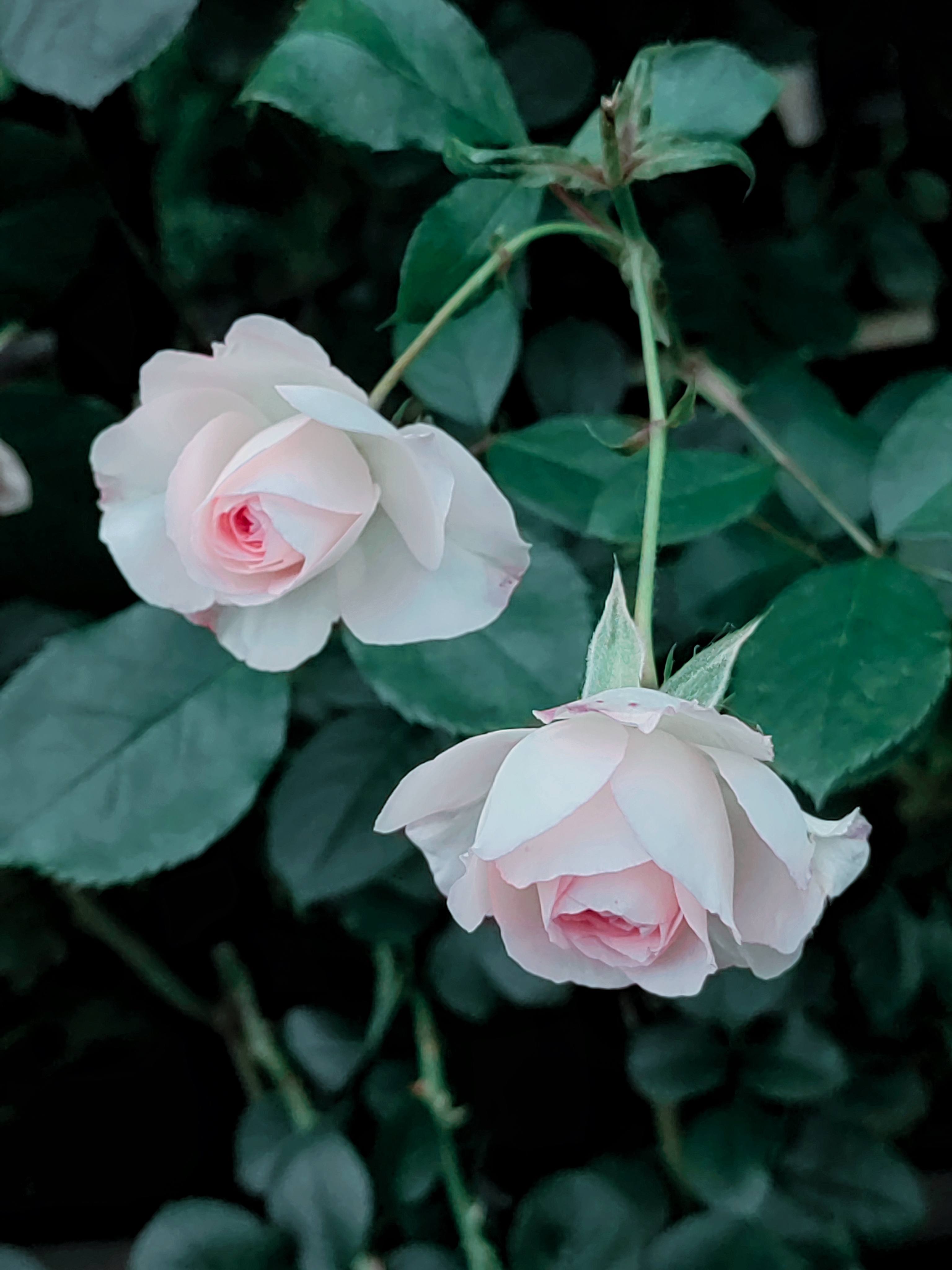 淡粉色的月季花蕾,像一颗害羞的少女心,藏在绿色植物的怀抱里