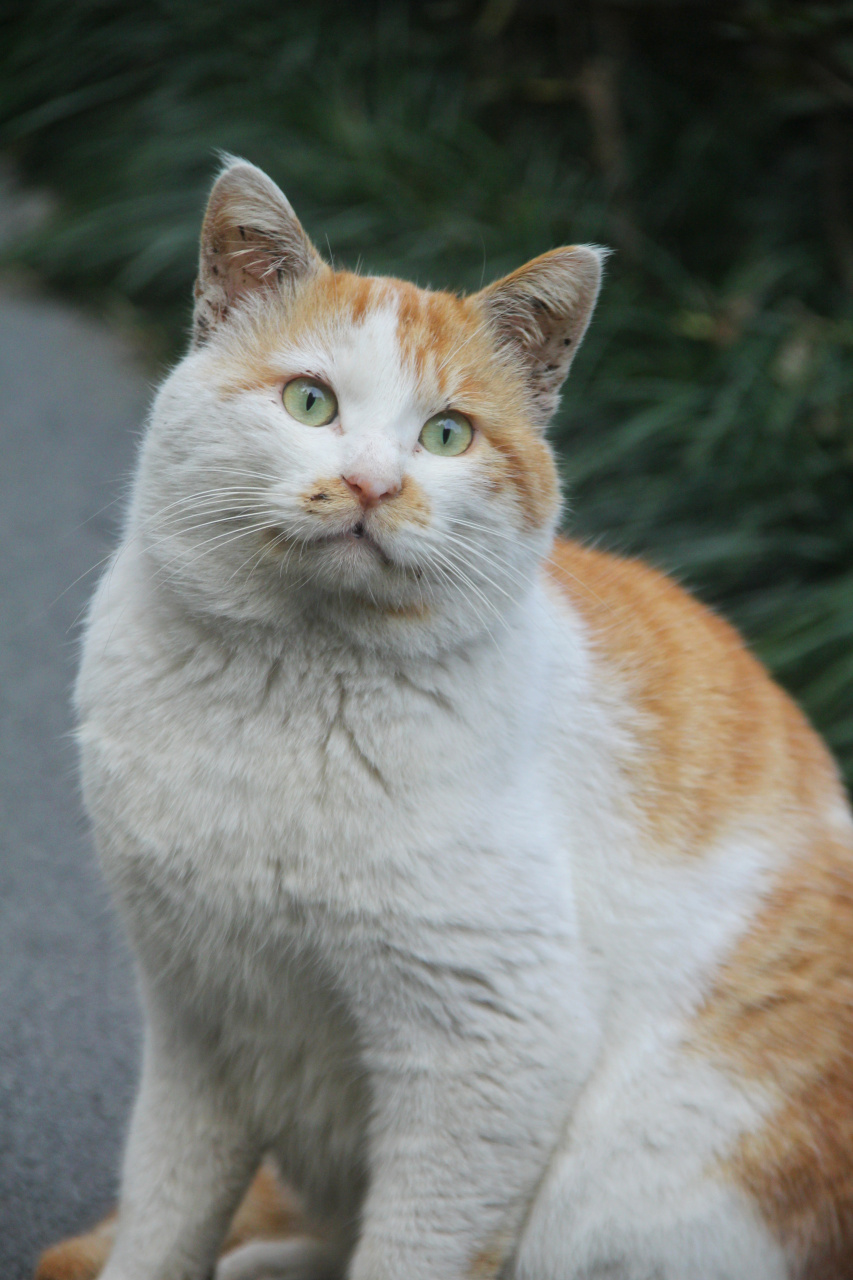 橘猫安静地坐在旁边,它目光呆滞,表情落漠,我靠近拍它,它也无动于衷