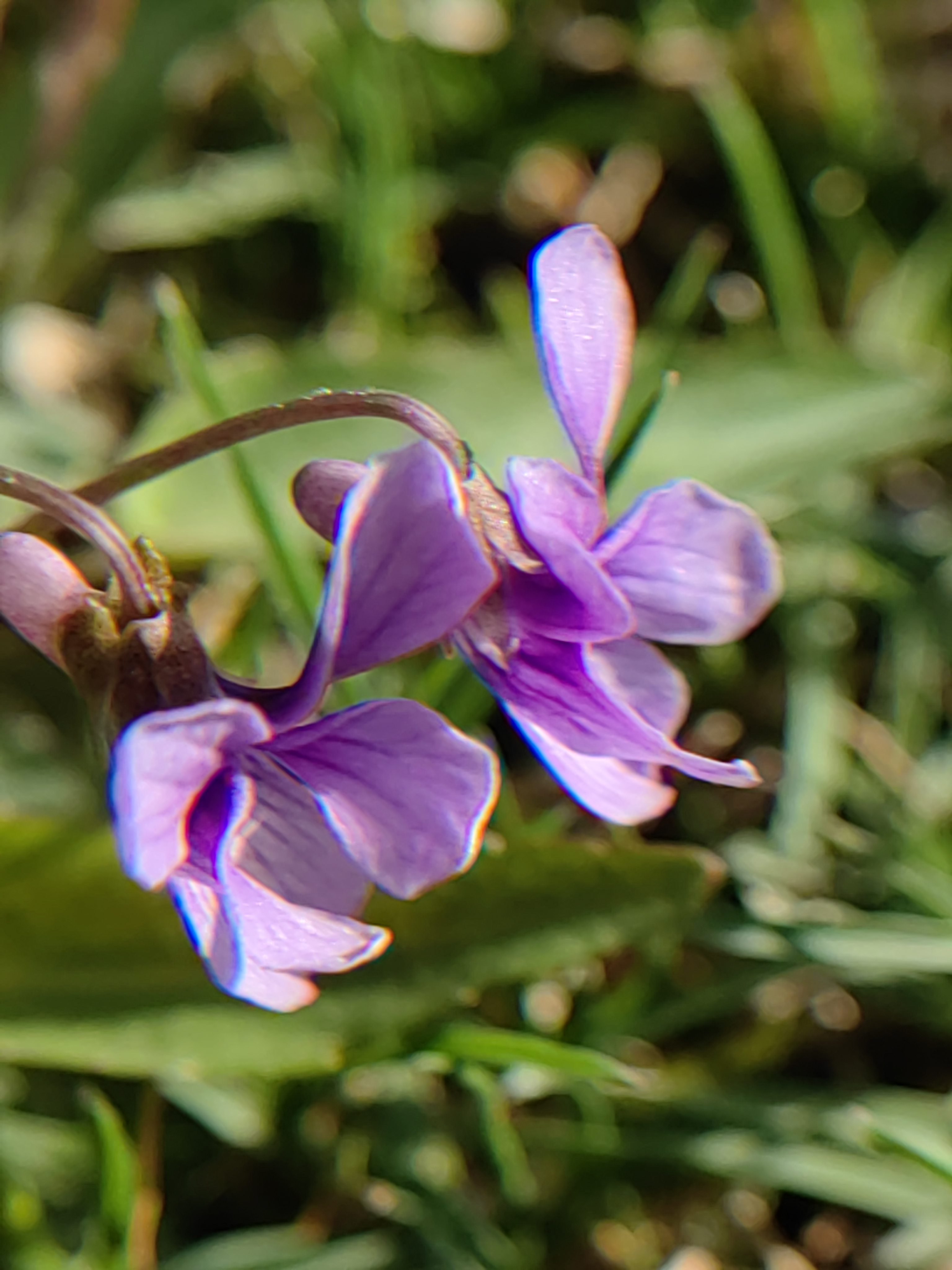 紫花地丁属,是一种生长在草地,山坡,田野等处的多年生草本植物