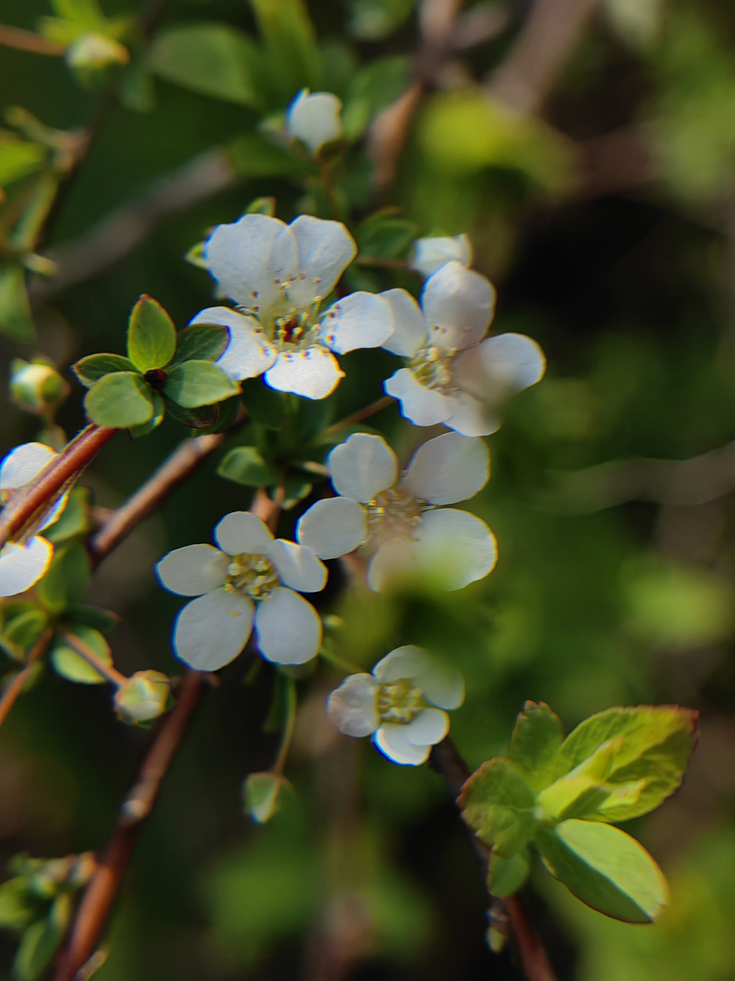 9491 阳春三月,向您推荐的是一种美丽的植物——单瓣李叶绣线菊.