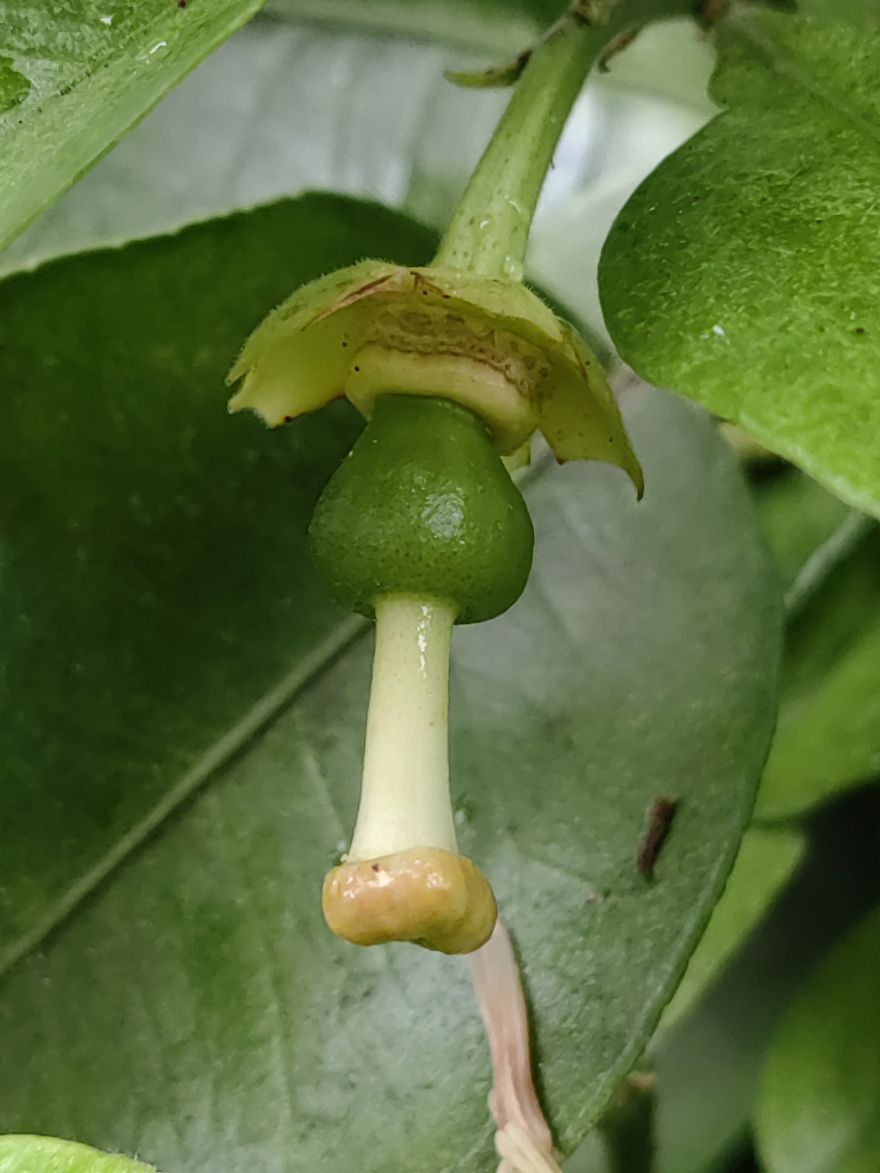 橘子花介绍图片