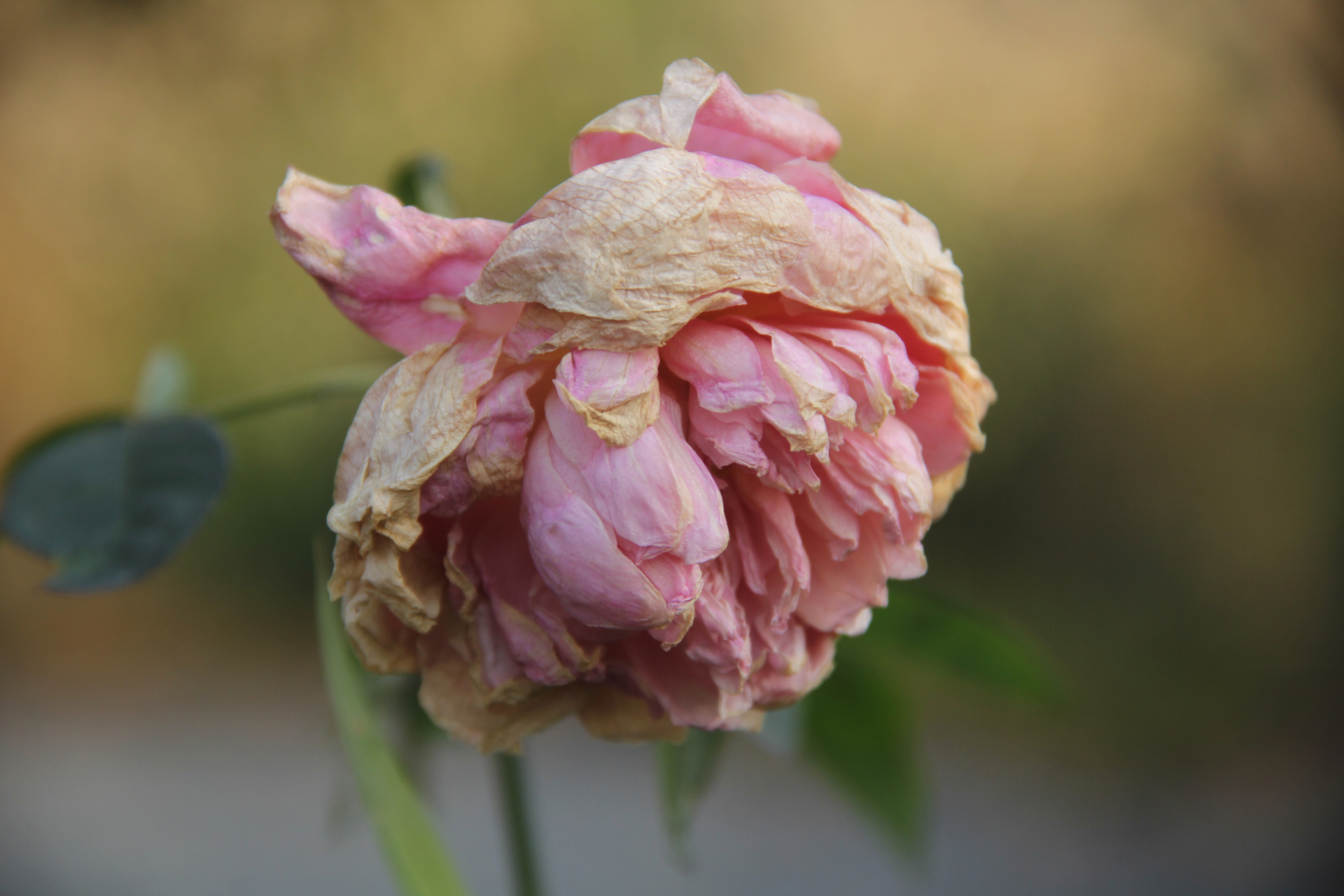 残花在阳光里茫然失措,寒风骄横的掠过,散发着一种焦虑不安的失落