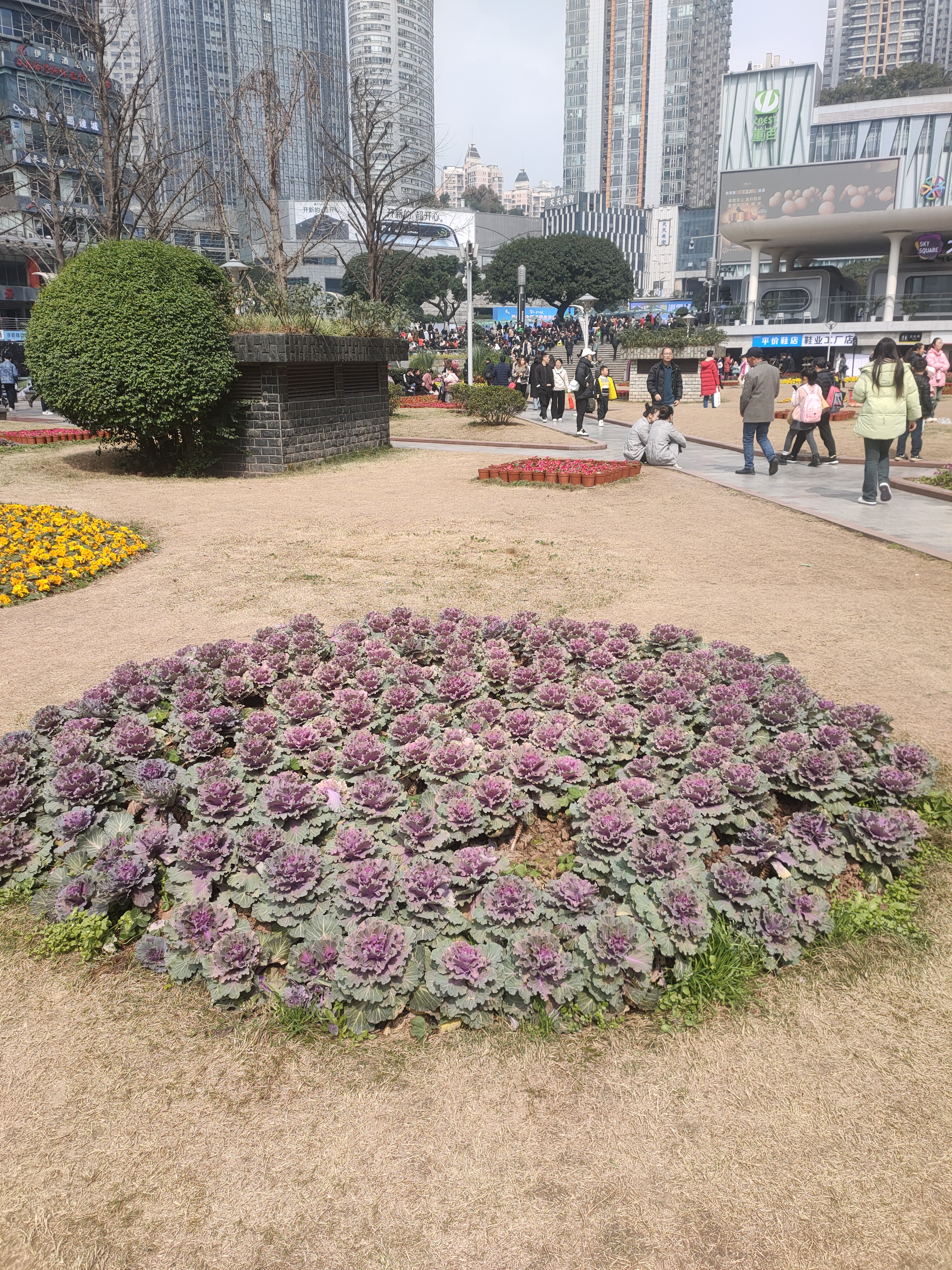 情人节路边花坛图片