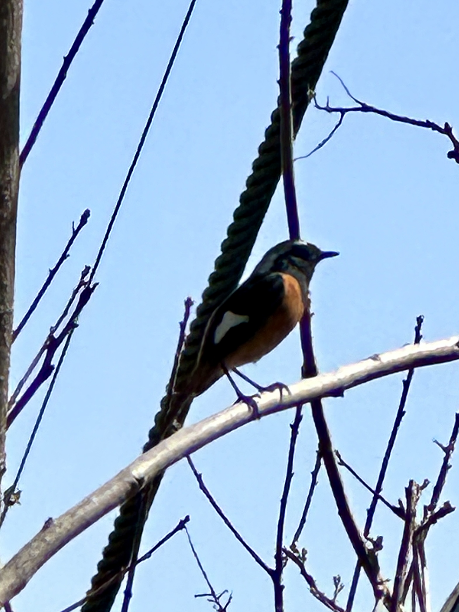 北红尾鸲,叫声好听