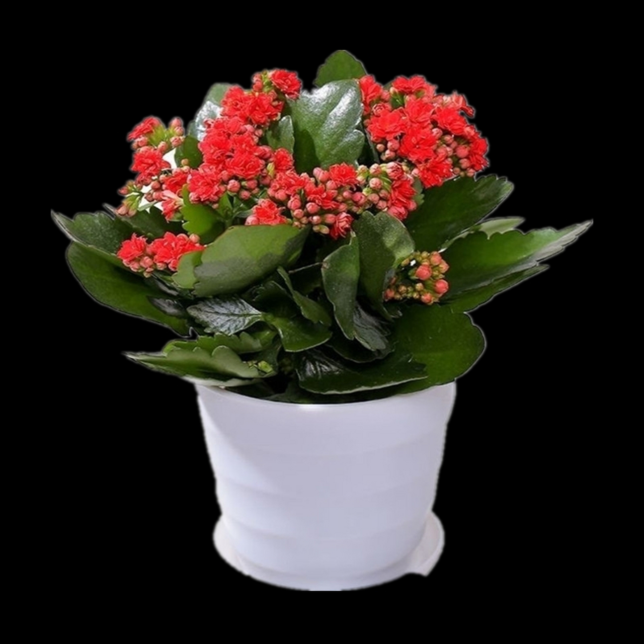 寓意着吉祥如意,幸福美满的它是什么 长寿花 (1)学名:kalanchoe bloss