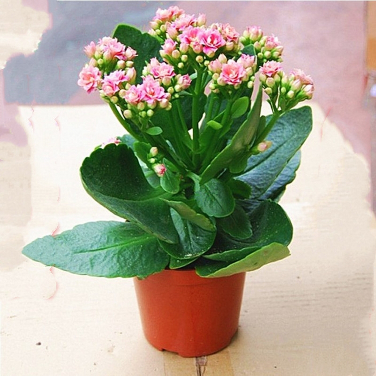 寓意着吉祥如意,幸福美满的它是什么 长寿花 (1)学名:kalanchoe bloss
