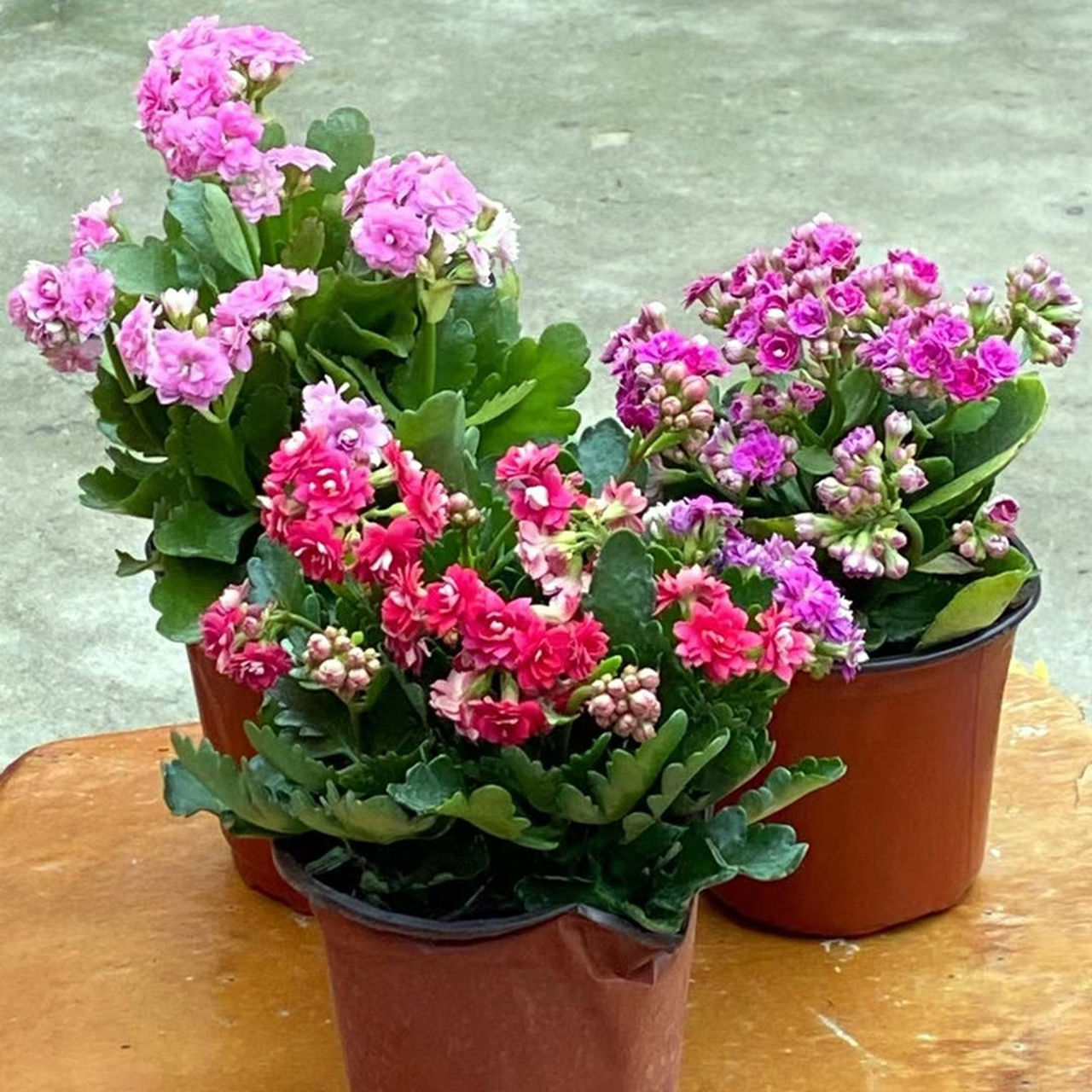 寓意着吉祥如意,幸福美满的它是什么 长寿花 (1)学名:kalanchoe bloss