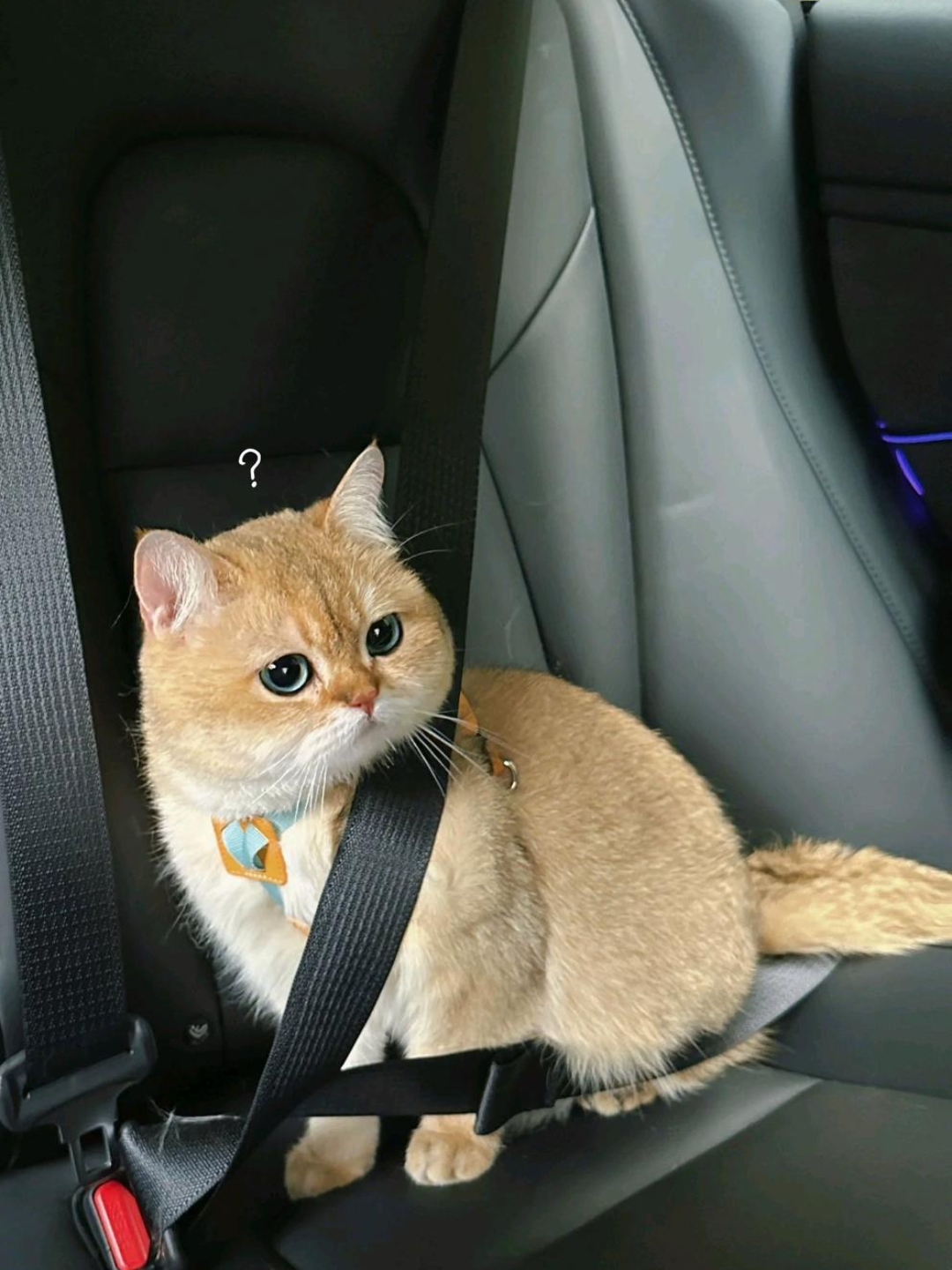 小猫咪表示很疑惑,猫咪在想:为什么要给我寄安全带啊?