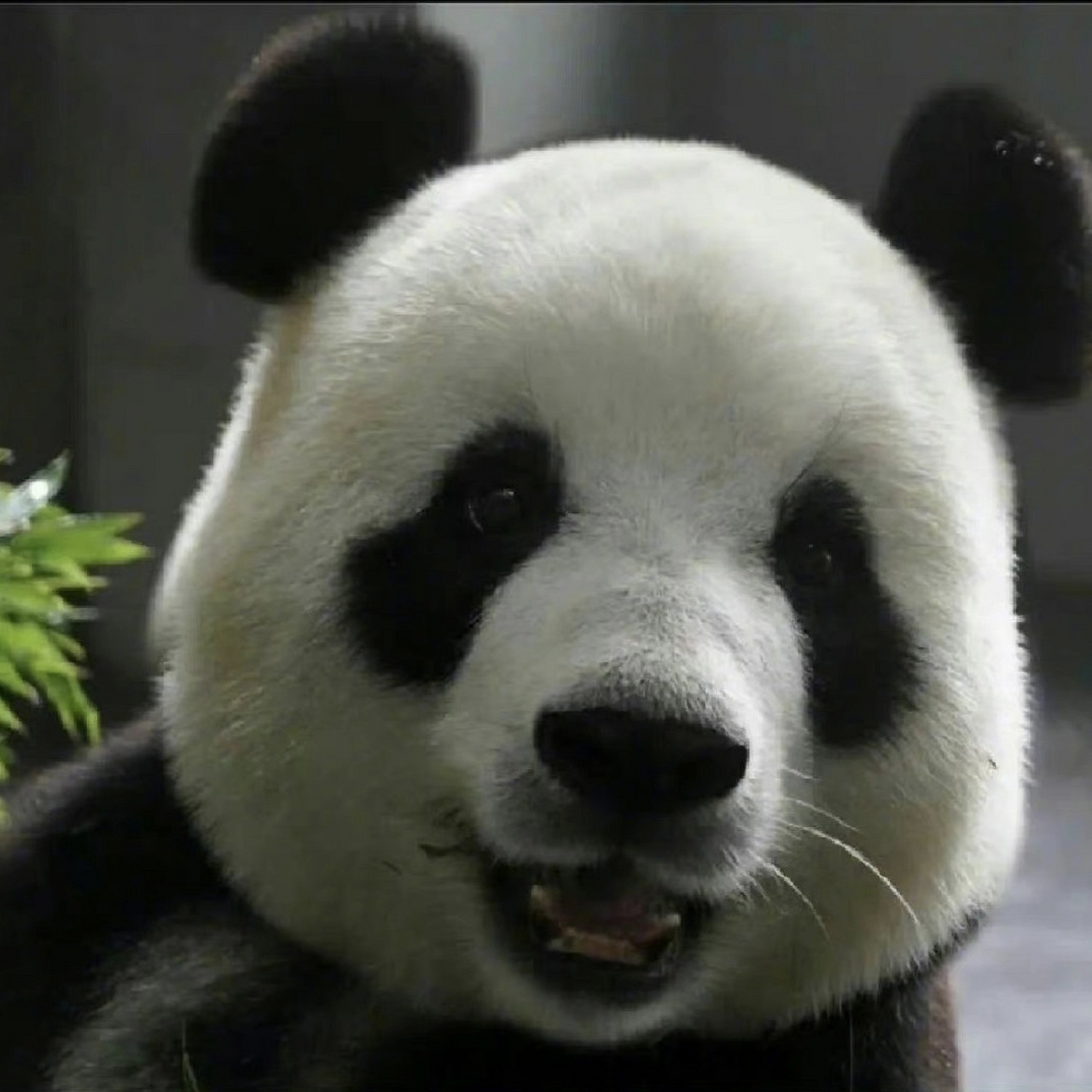 萌妹飞云全网最爱笑的大熊猫,熊界的金刚芭比,笑着笑着就把金虎给收拾