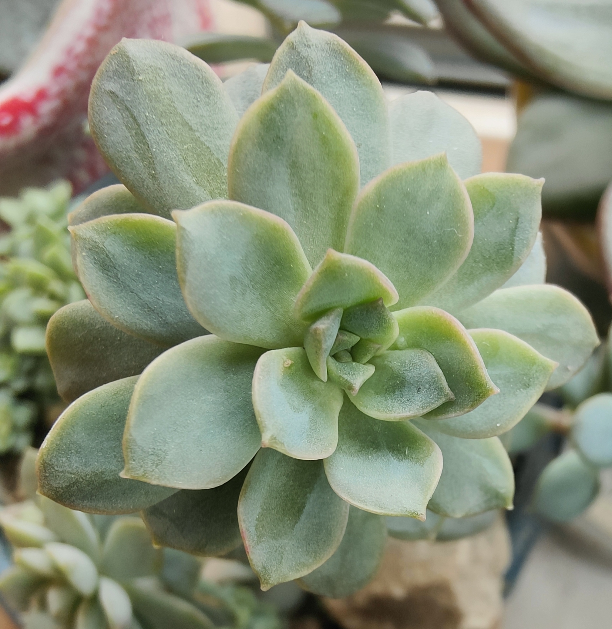 不知道这个叫什么,总是长不大,放阳台也不变色,也