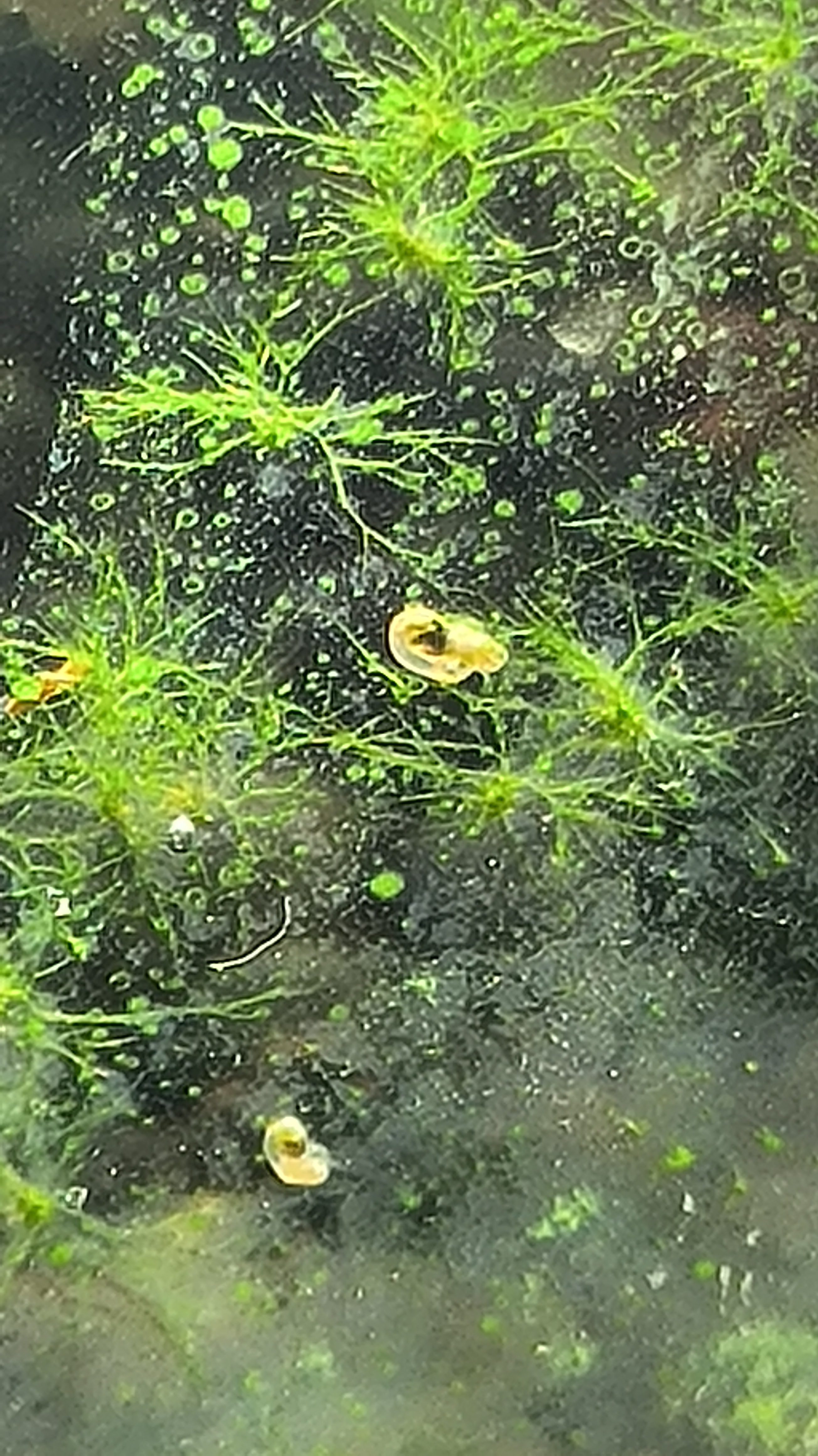 这是个啥玩意?对虾有没影响啊?怎么彻底清除?