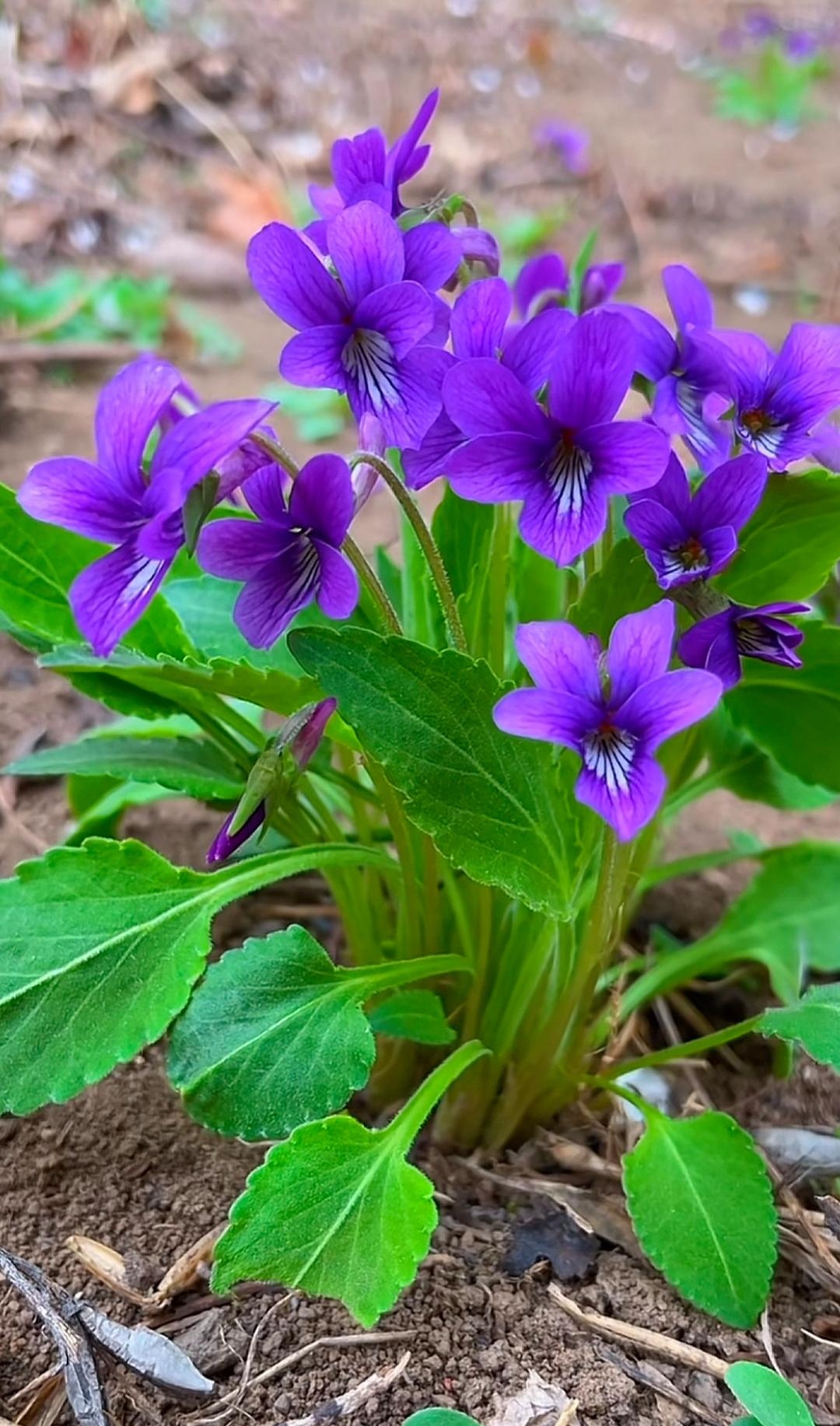 犁头草又称为紫花地丁,我们小时候叫它"小鸡花"是一种常见的野生植物