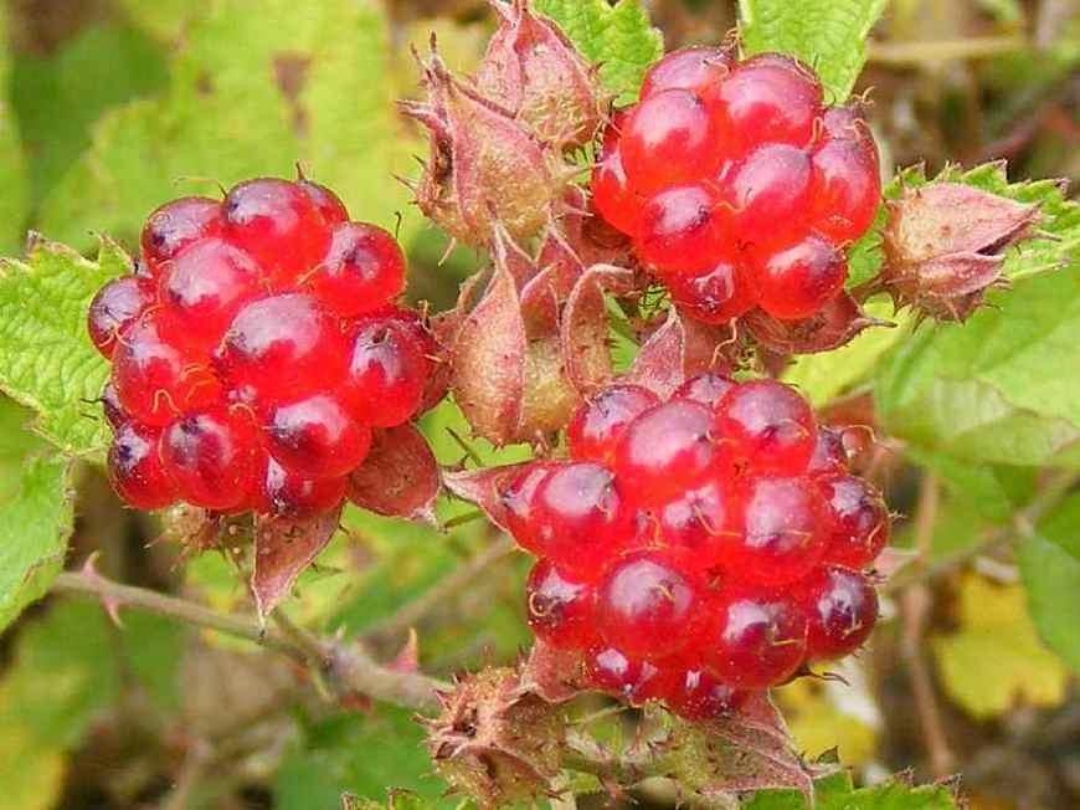 在绿色的叶丛中,这把红色野果挂满了枝头,就像是大自然的珠宝,熠熠