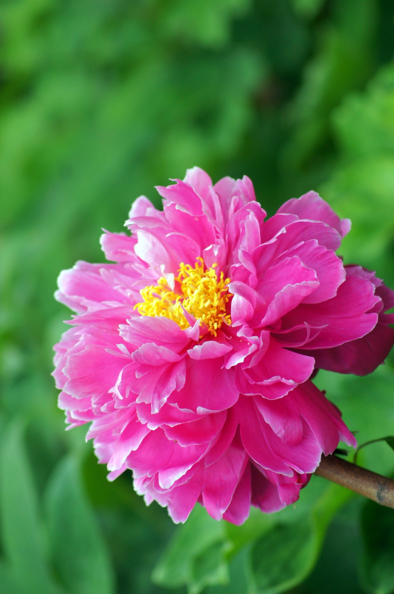 颜色从中心的深红渐变到边缘的浅红,宛如晚霞映照在花瓣上,散发出迷人