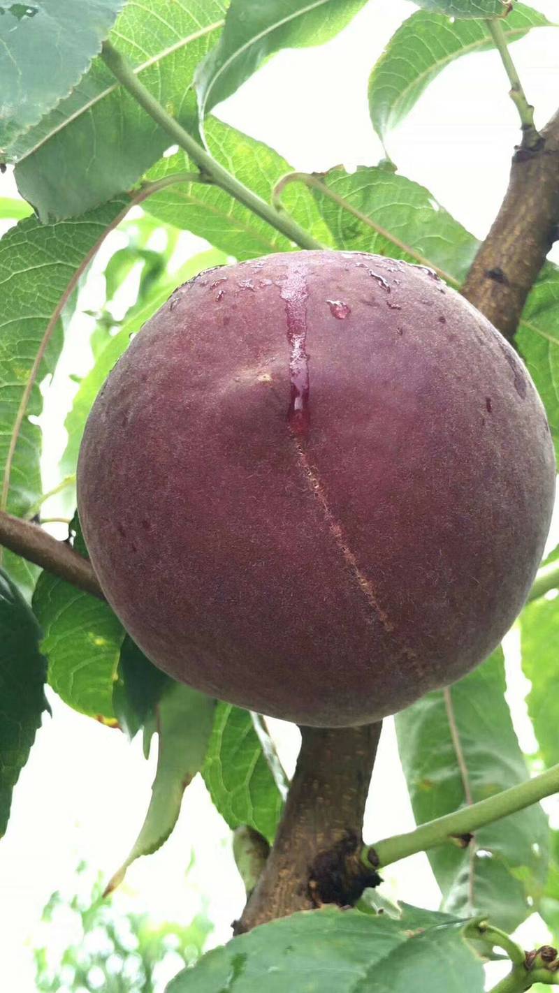 作为中国的一种昂贵果树,黑桃皇后受到了广泛的追捧.