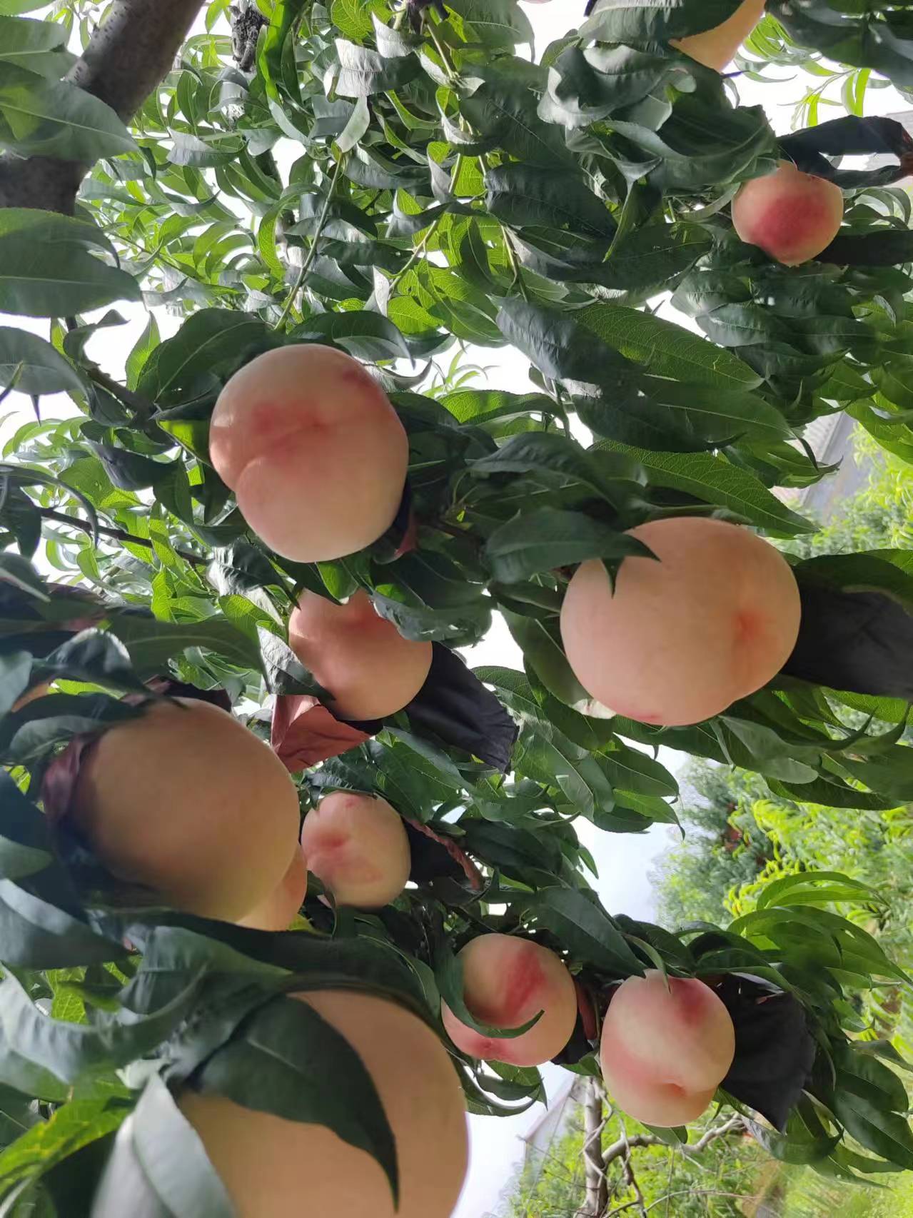 肥城市正源家庭农场,正宗肥城桃,快递包邮,关注我不迷路