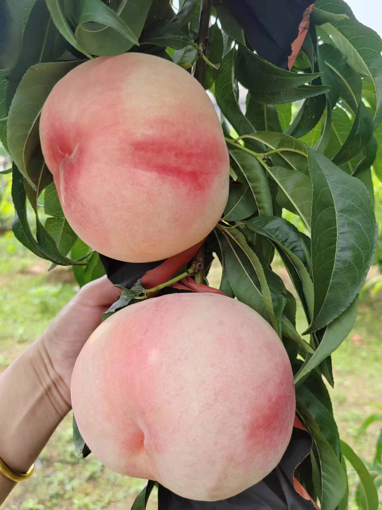 肥城市正源家庭农场,正宗肥城桃,快递包邮,关注我不迷路