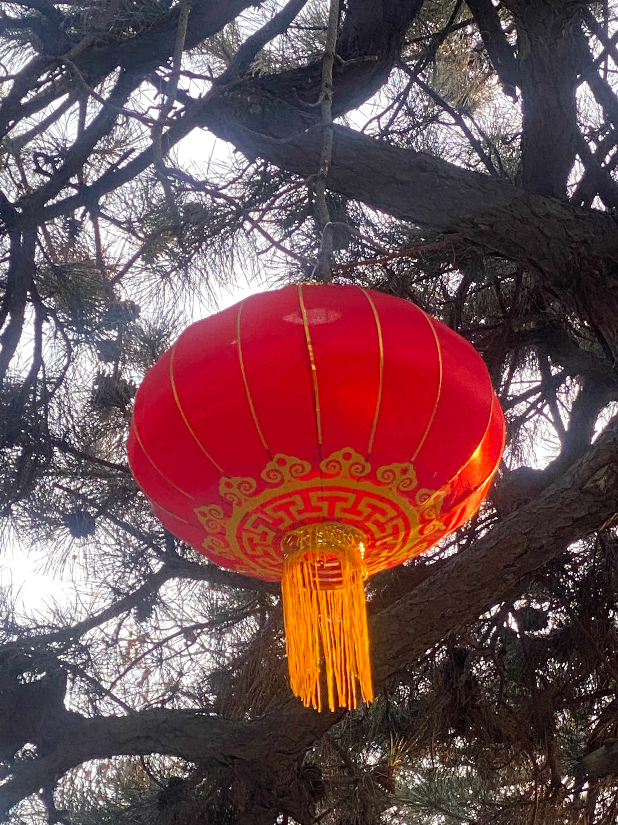 大红灯笼高高挂照片图片