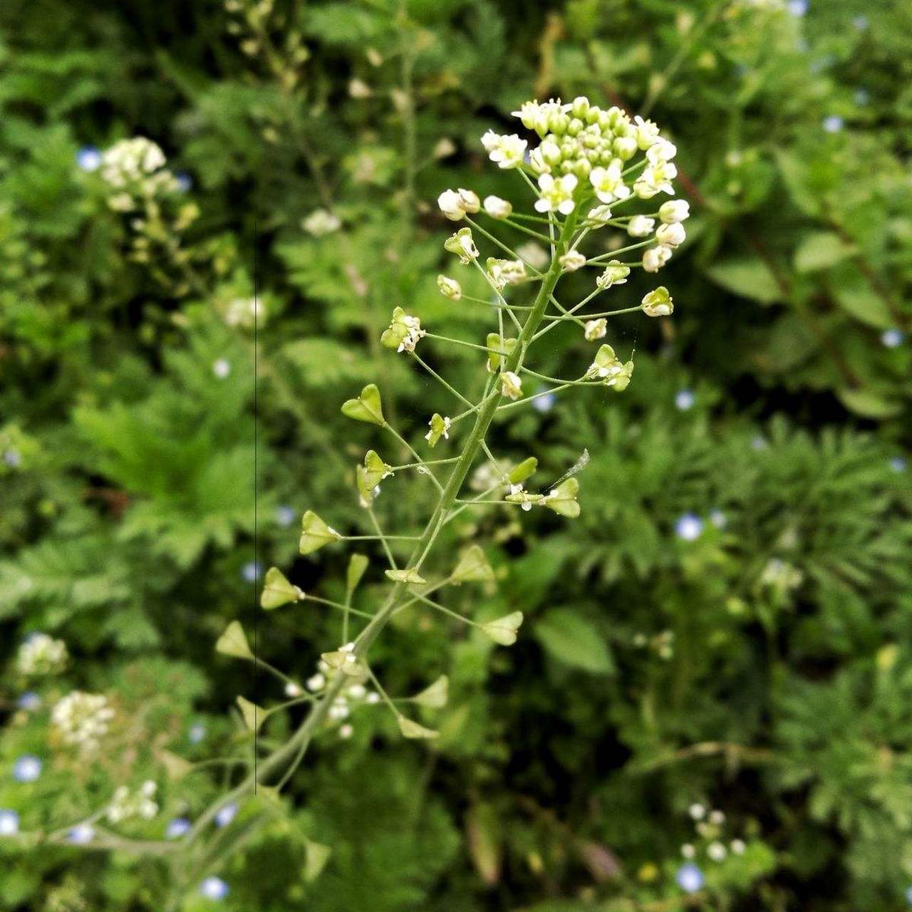 苔花是什么花图片