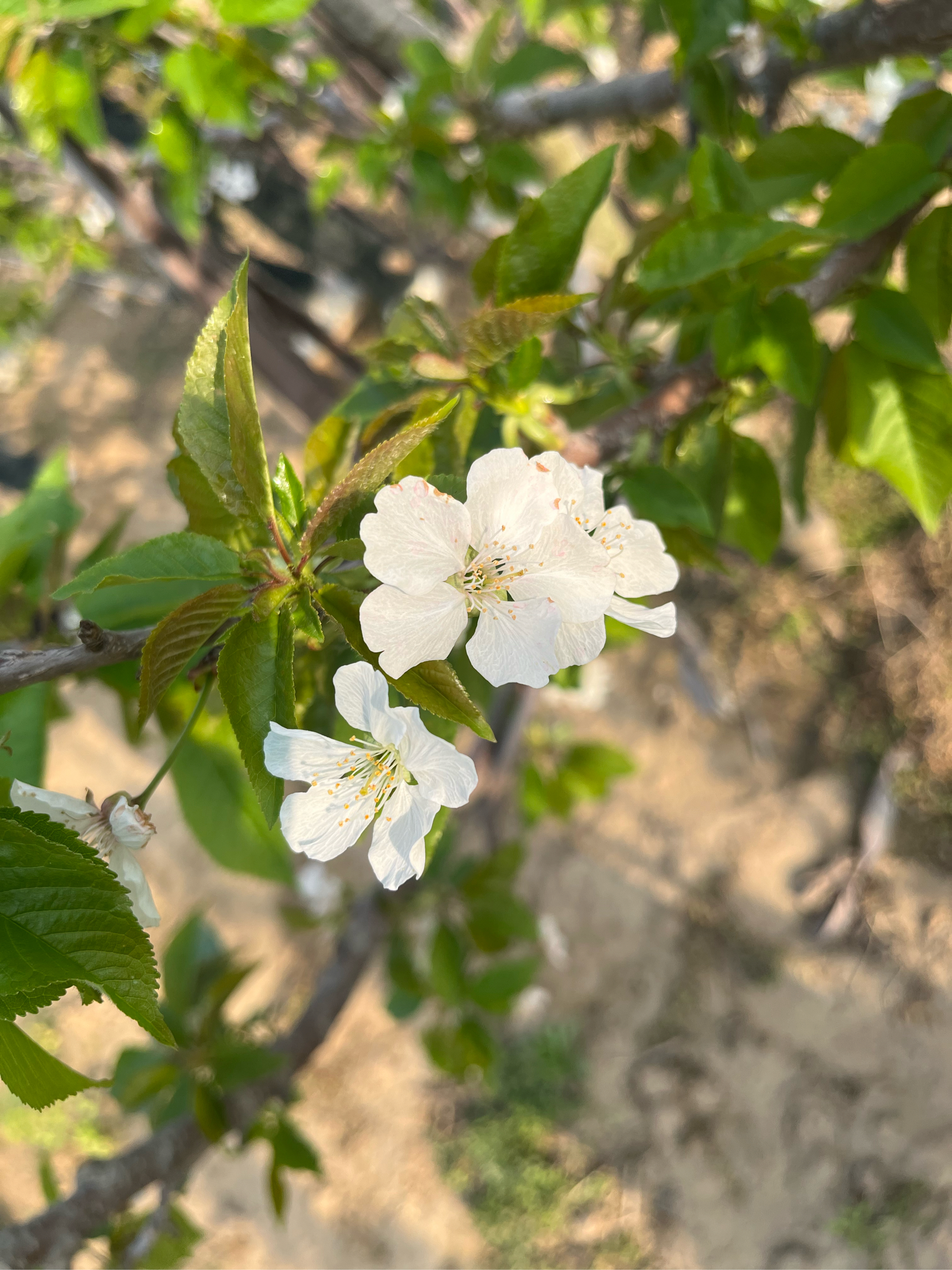 白樱花照片图片